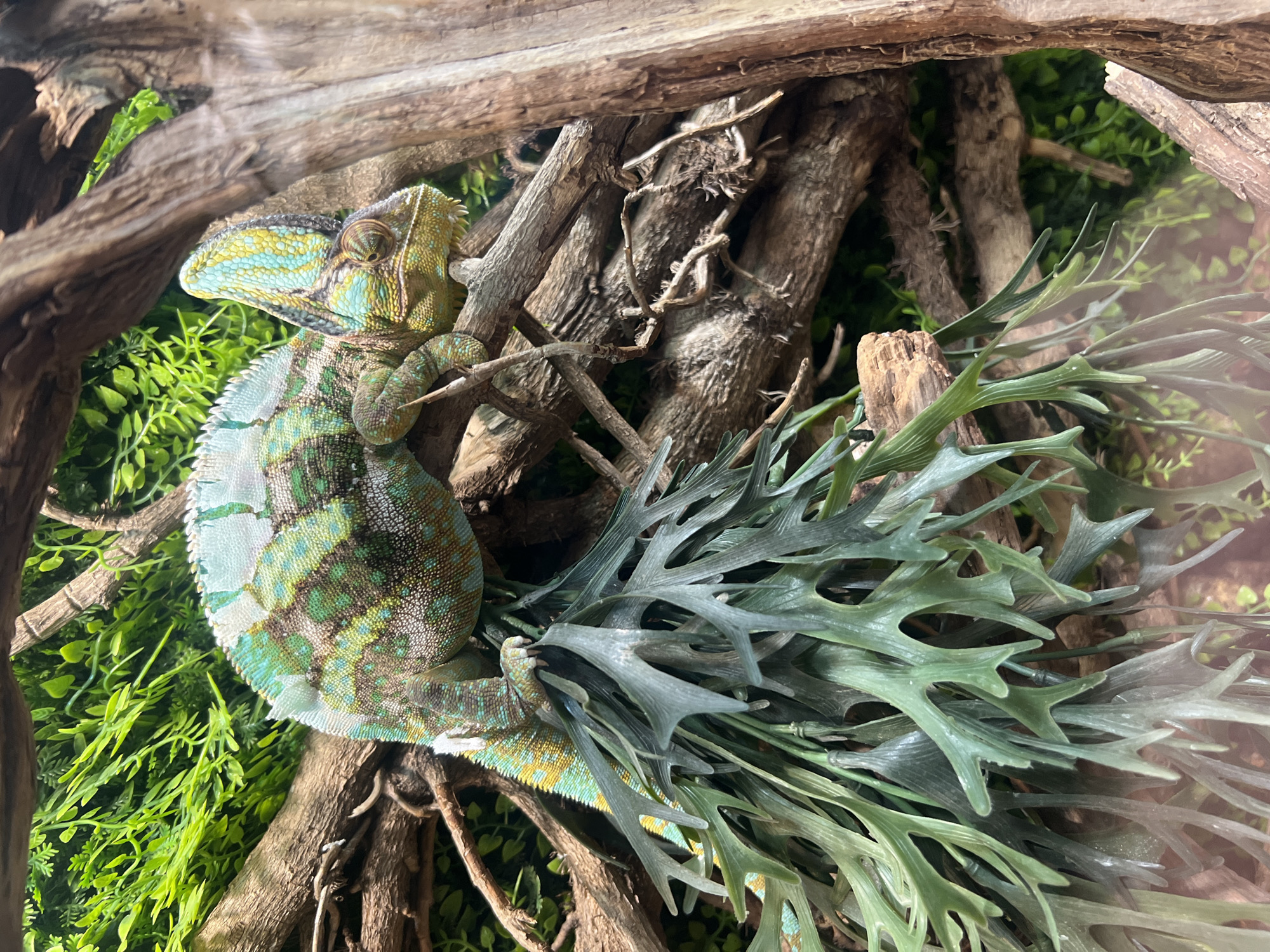 Colorful chameleon spotted on branch amid artificial foliage