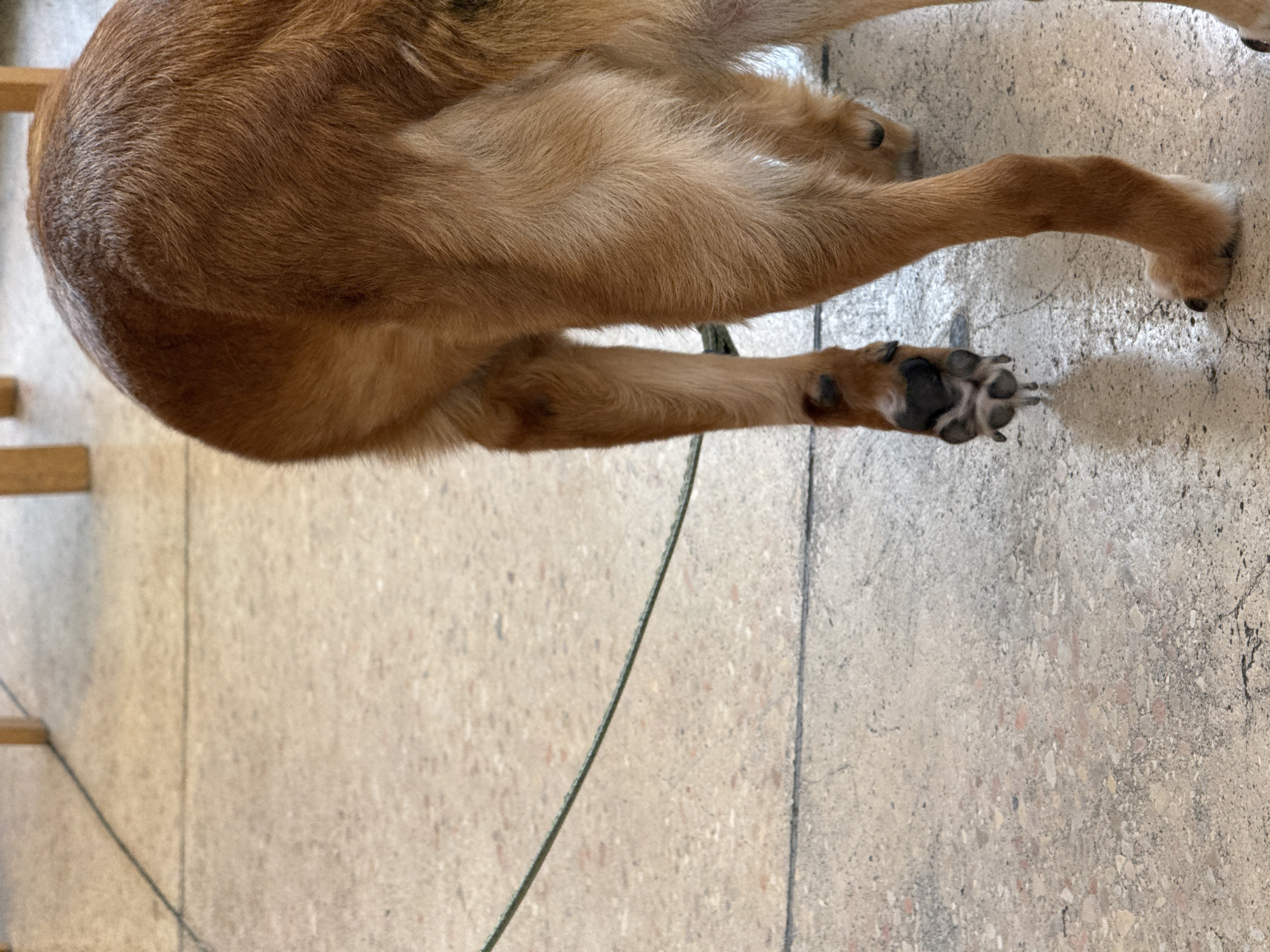 Dog on leash observed with owner in Tel Aviv