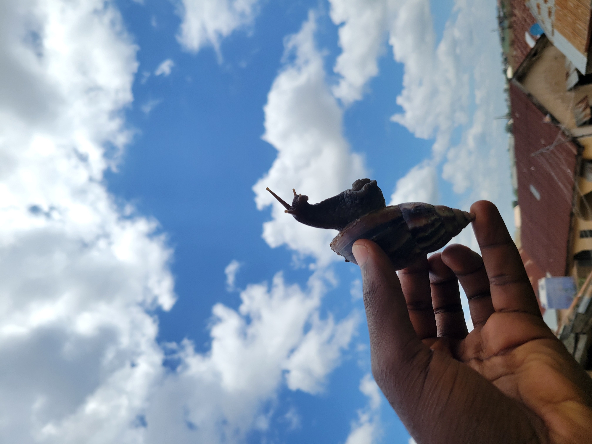 Snail and corn stalk framed against a Jos afternoon sky