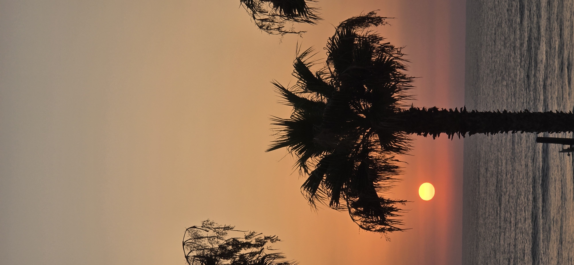 Mediterranean sunset in Bat Yam, palm trees and a rooftop cat
