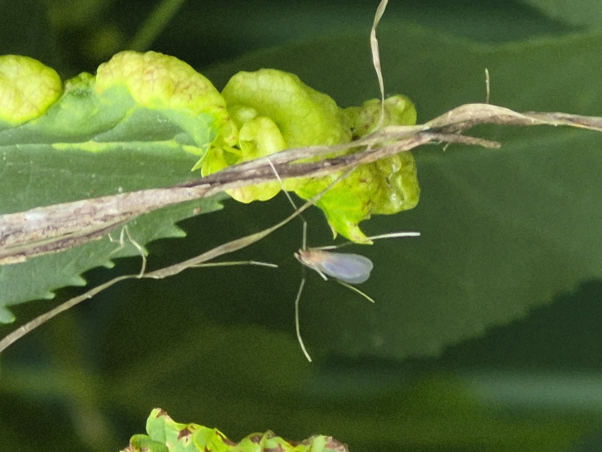 Close-up look at snails, a slug, and an insect in wet conditions