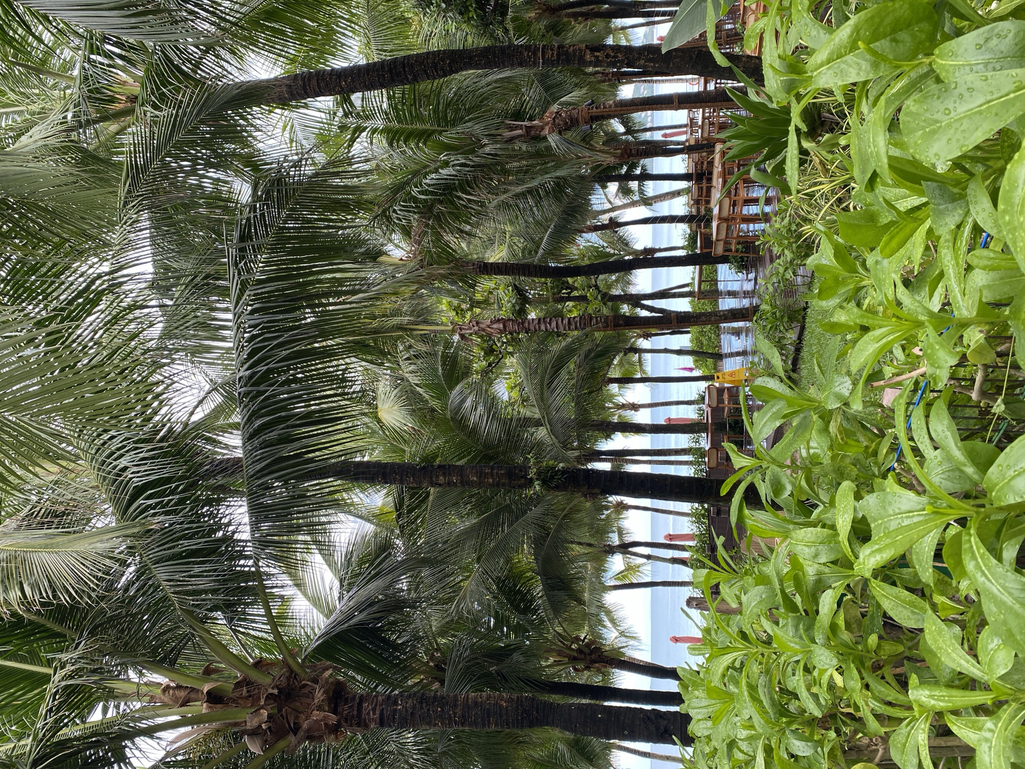 Wet morning walk through a Phú Quốc resort and beachfront