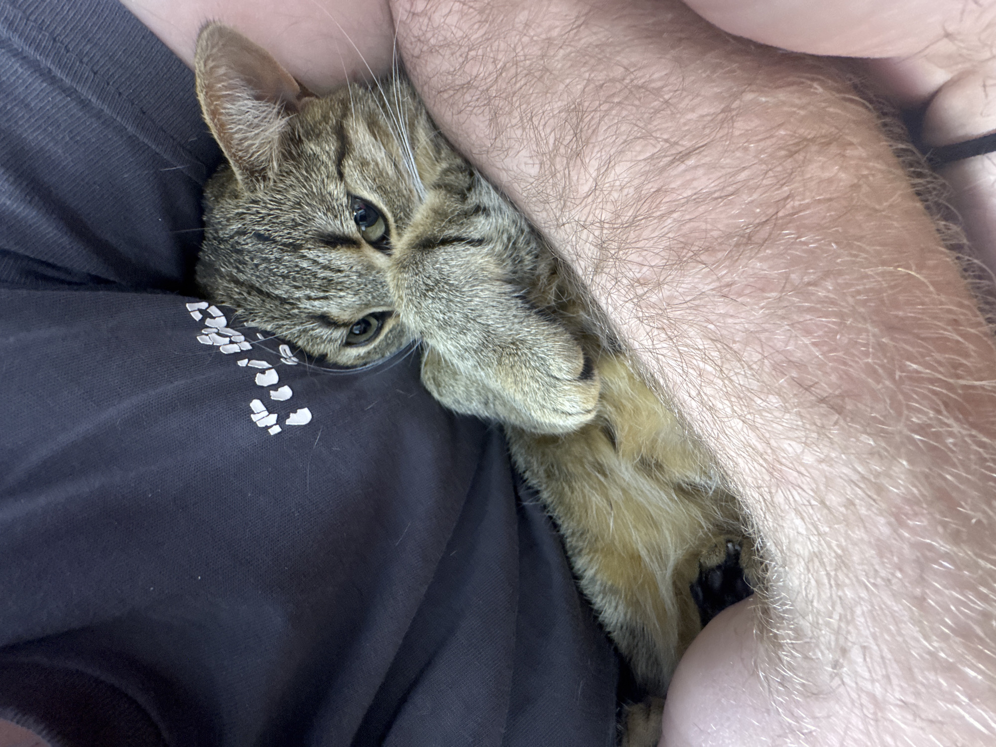 Tabby cat enjoys evening cuddles on purple couch in Shumen