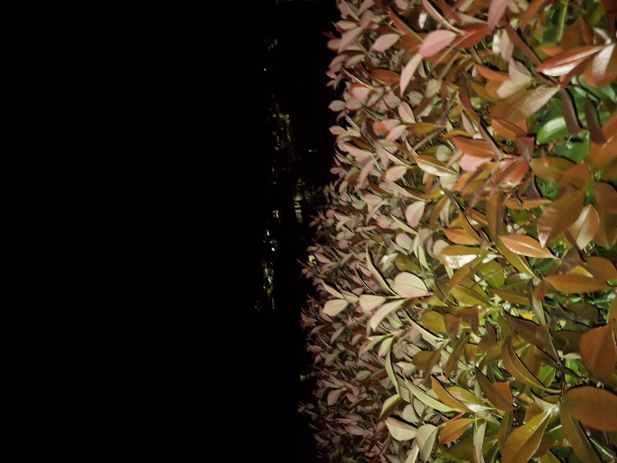 Colorful hedge photographed at night in Mirandela, Portugal