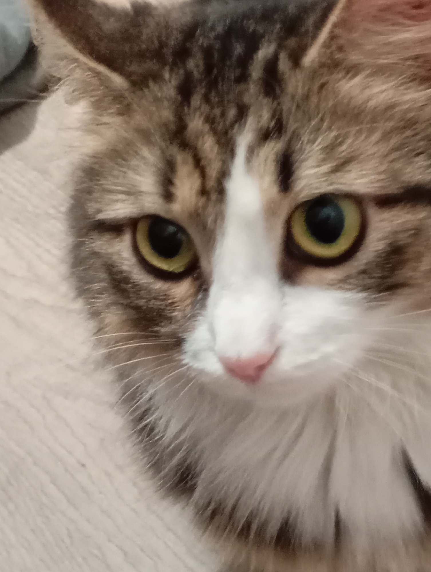 Multiple cat sightings documented in Krasnodar homes