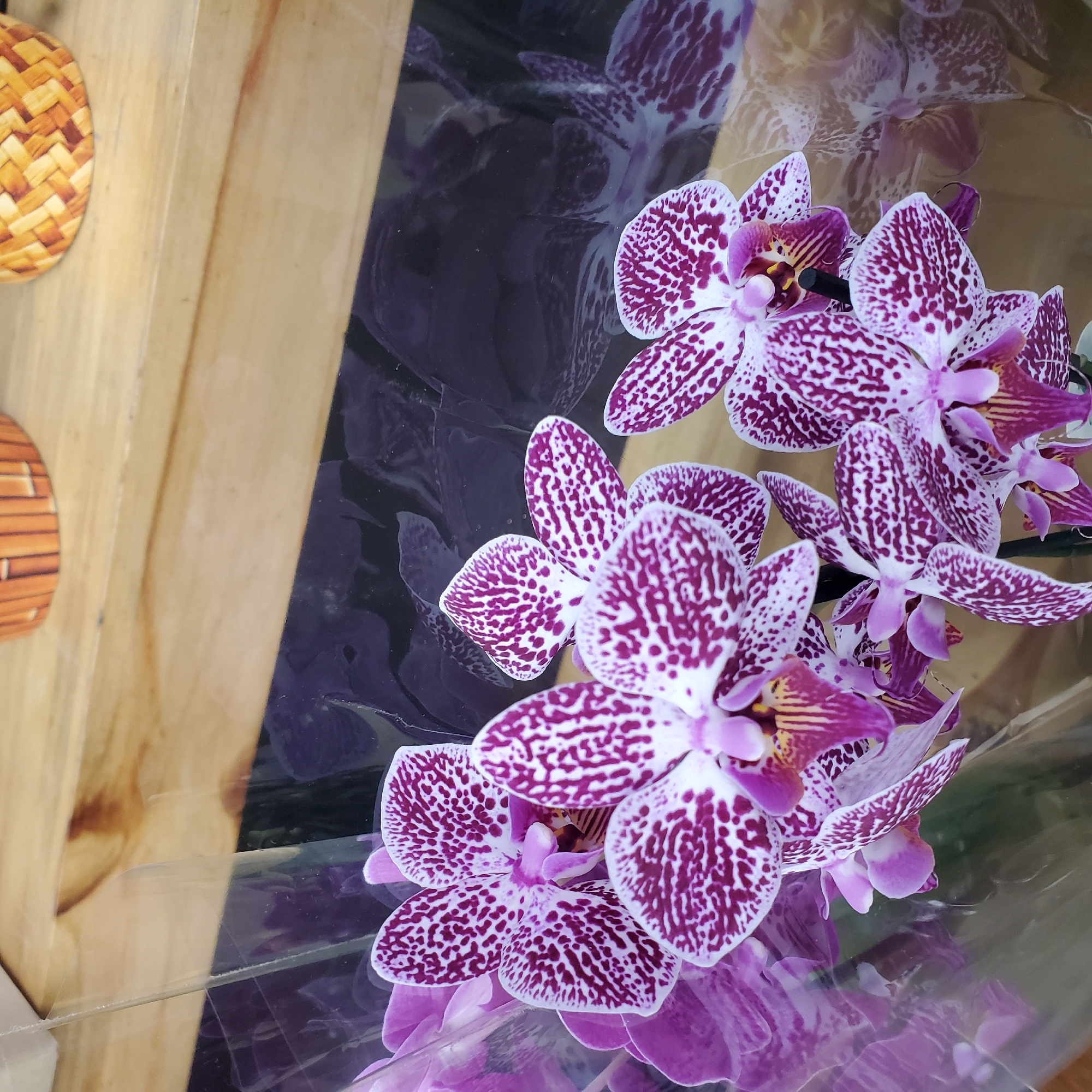 Purple orchids photographed in Curitiba, Brazil