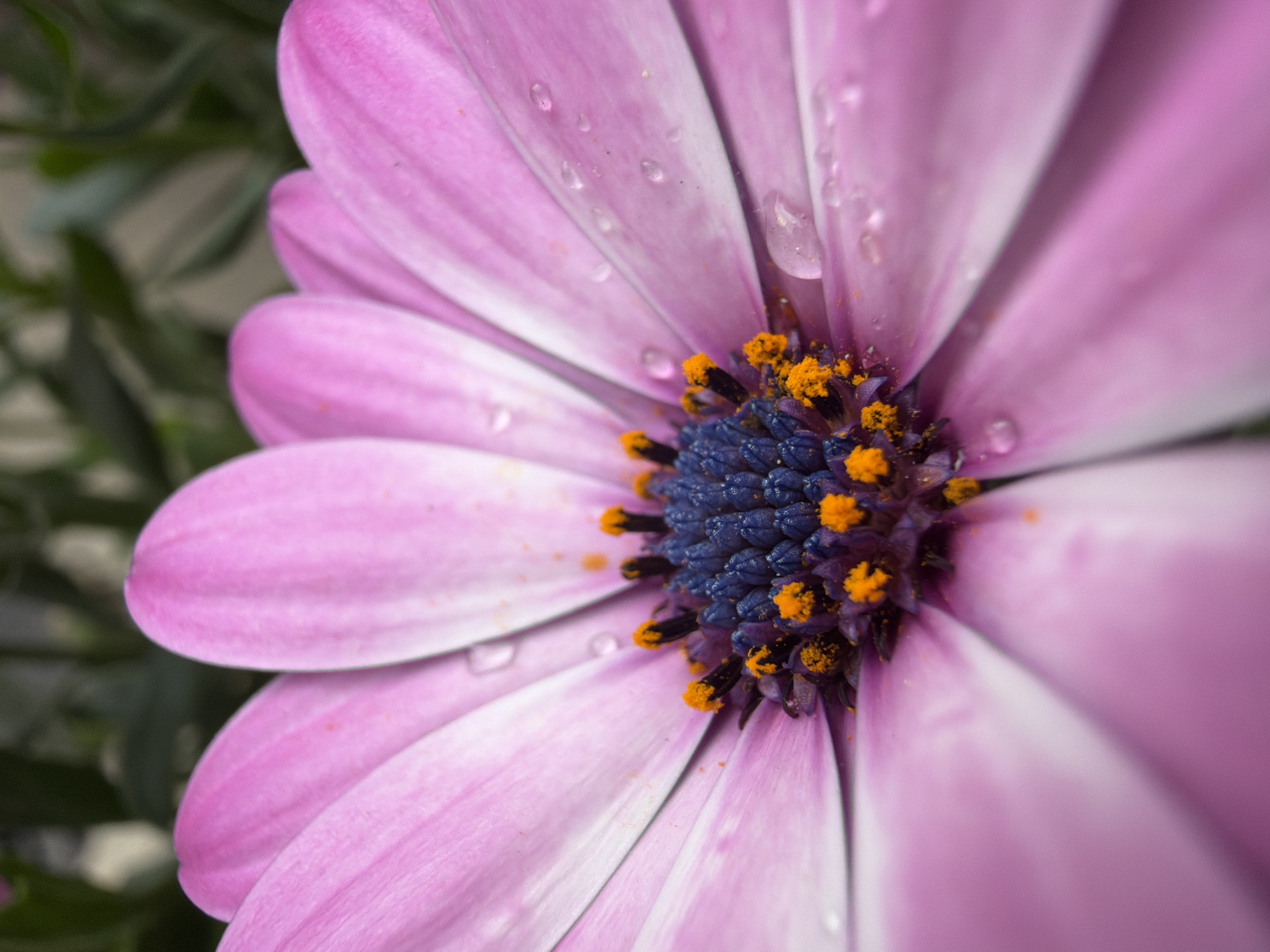 Spring flowers photographed in Belgrade urban garden setting