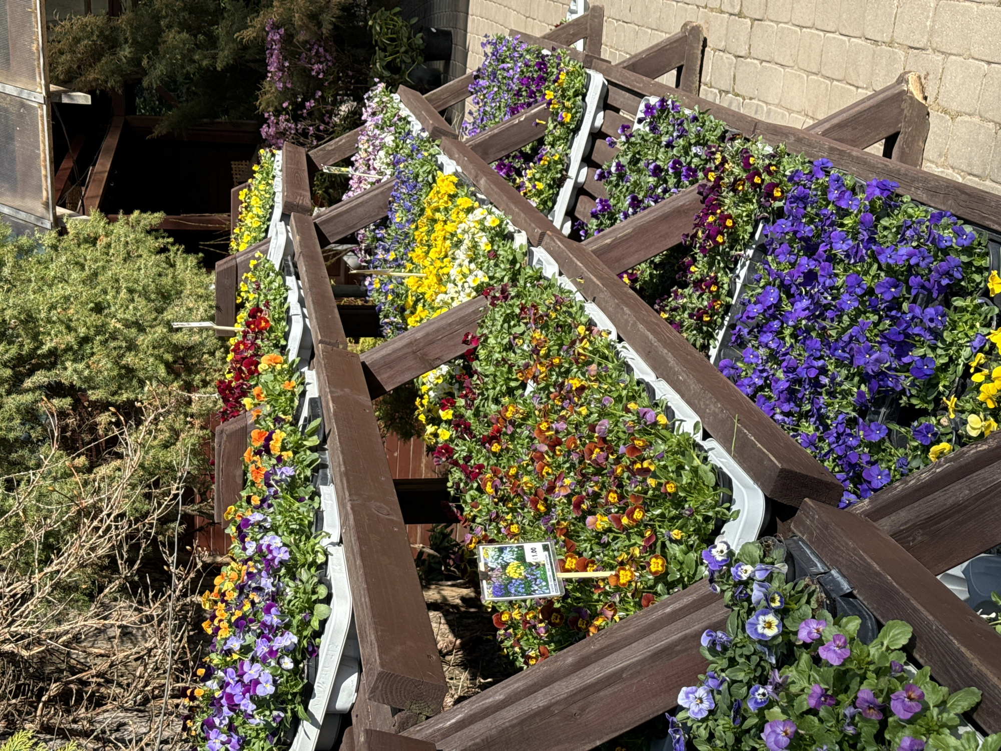 Colorful pansies displayed on wooden tiers in Stapriņi, Latvia