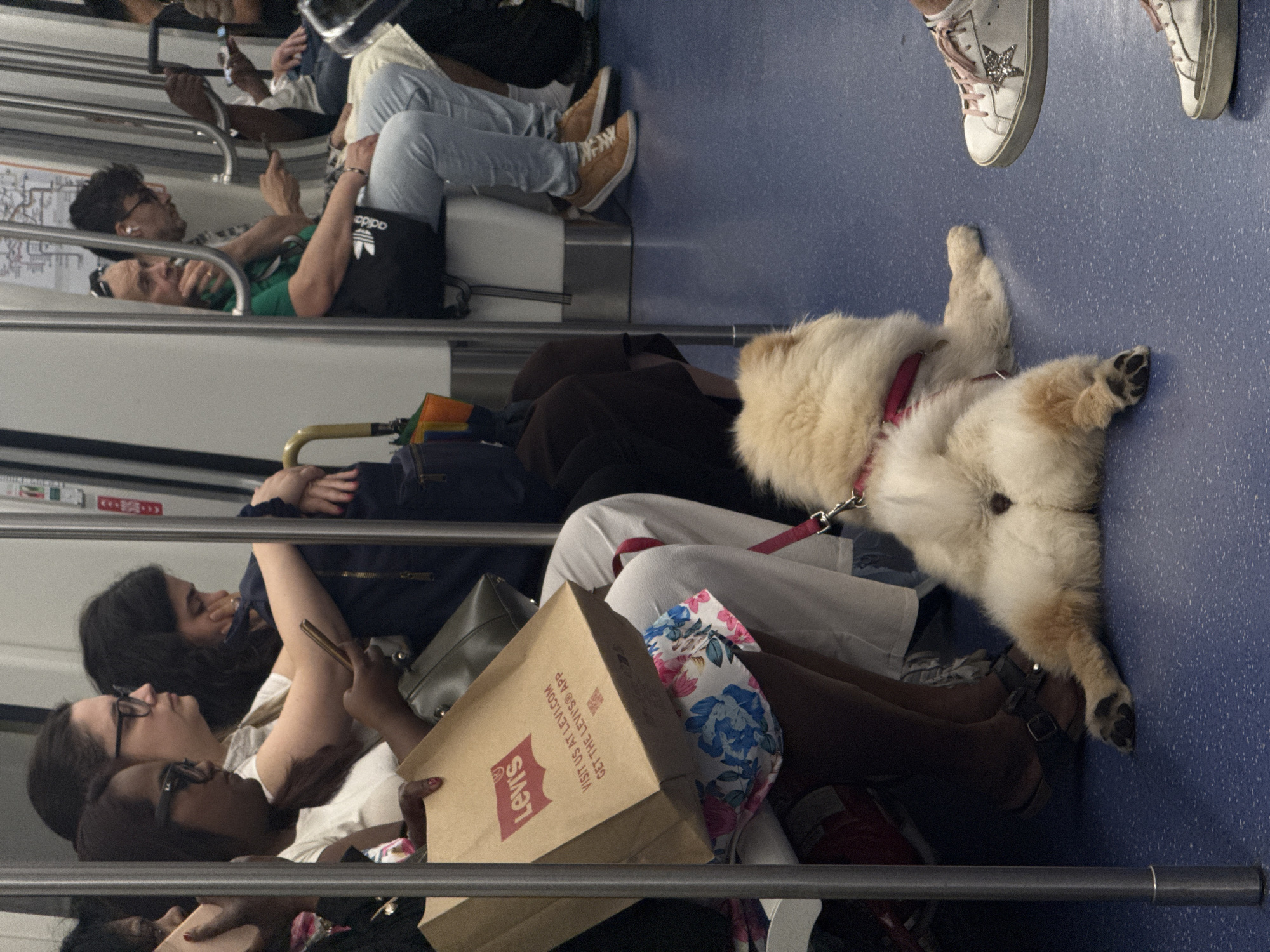 Morning commuters share Milan metro car with dog passenger