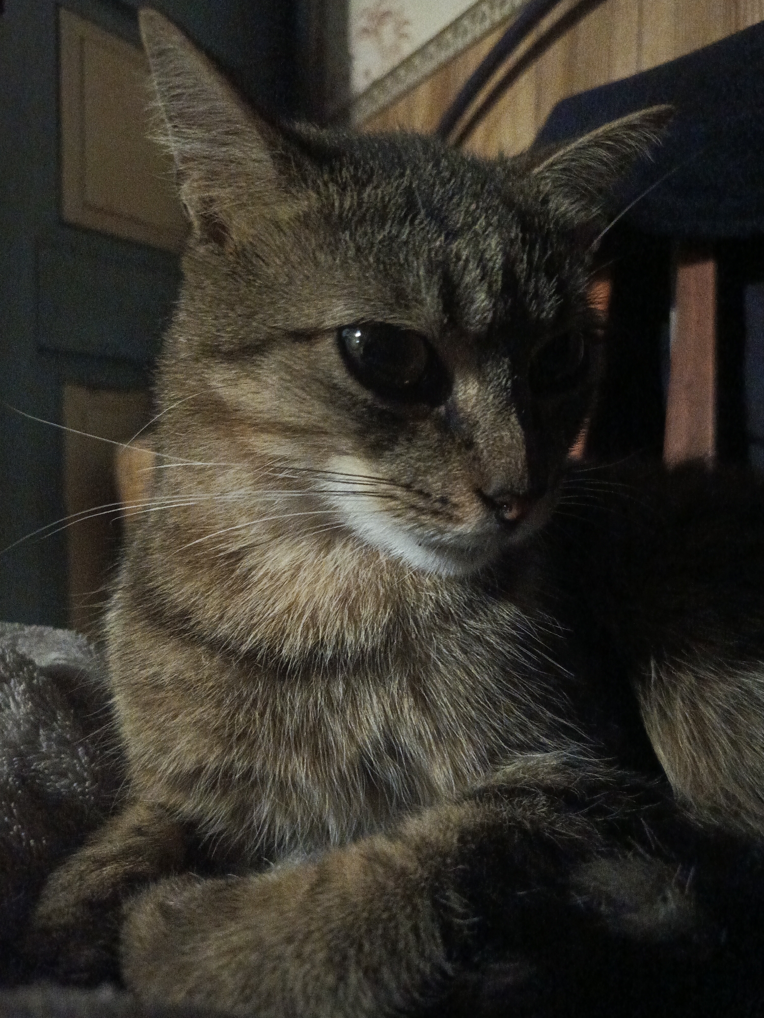 Tabby cat chilling indoors, two angles, one blanket.