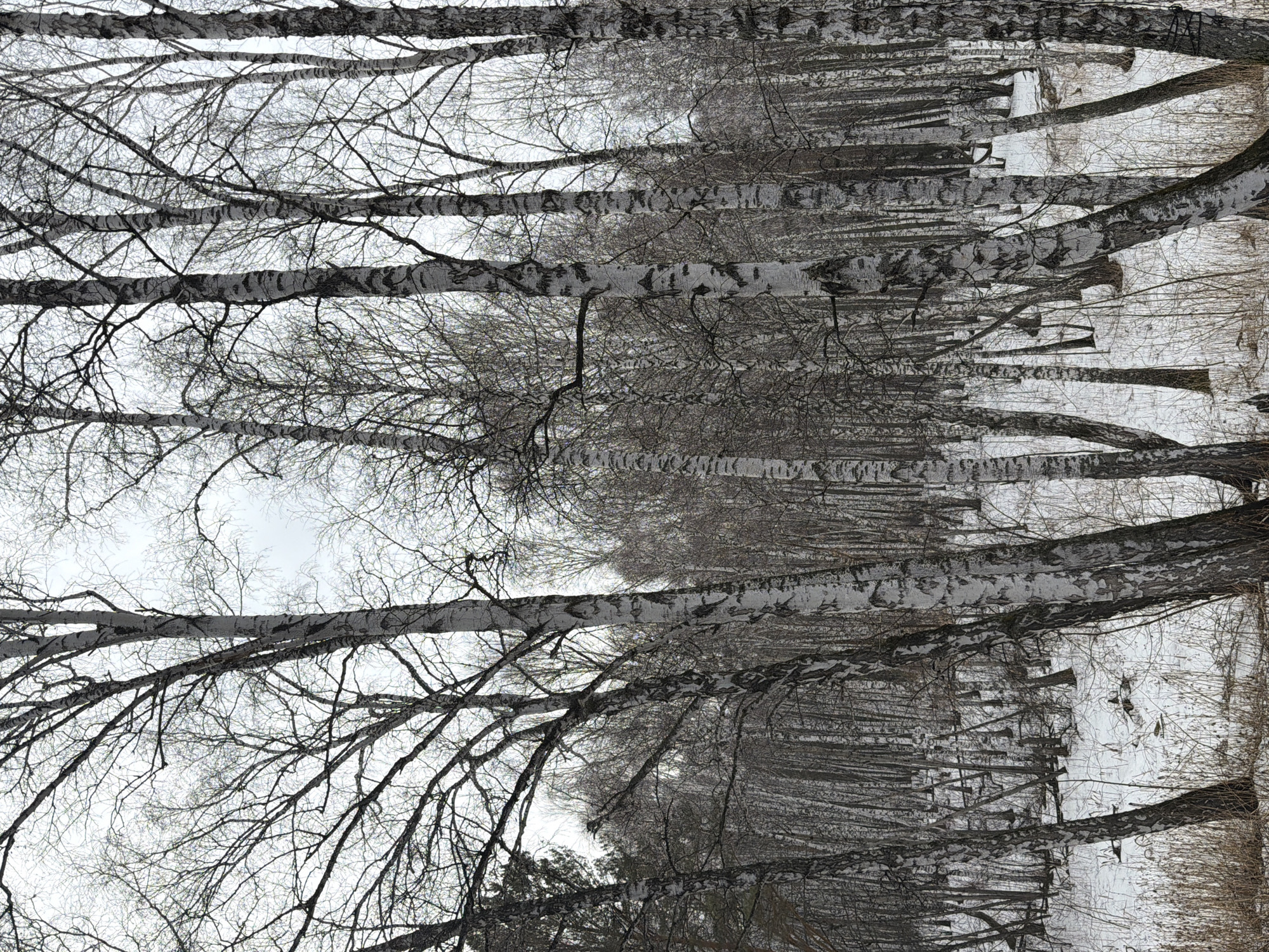 Winter birch forest scenes documented in Taskino, Russia