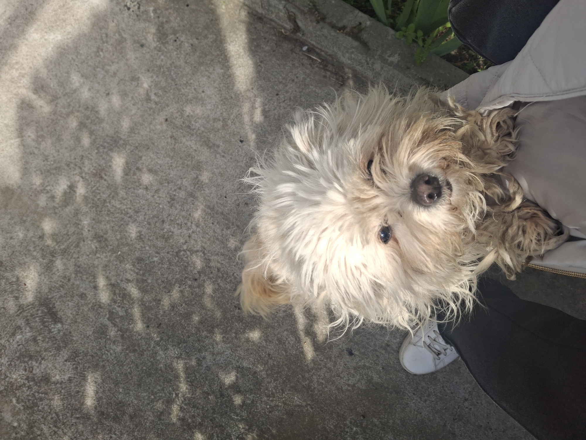 Pets and gardens captured in residential area observations
