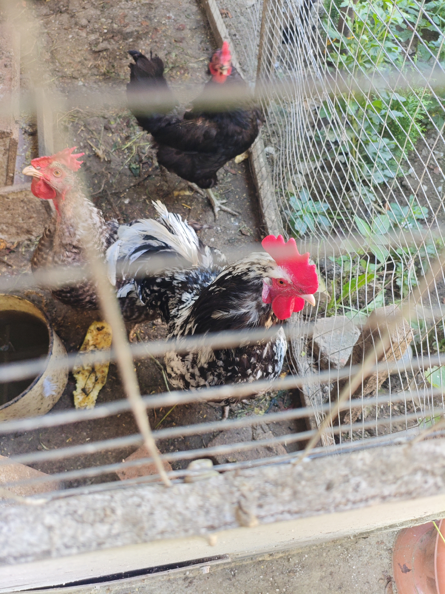 Armavir backyard life: dogs, chickens, garden, and small details