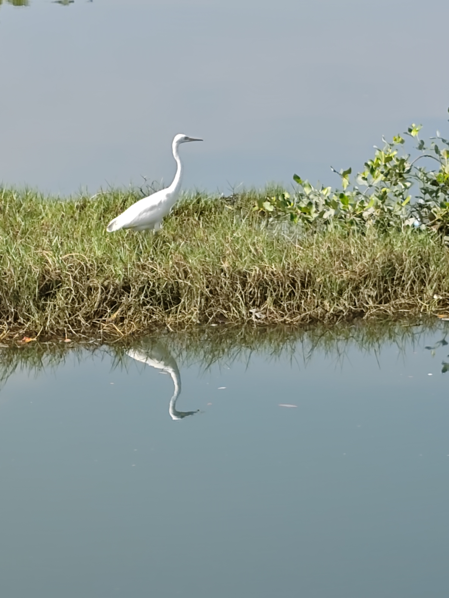 White egrets spotted in Lhokseumawe wetlands over 23-minute period