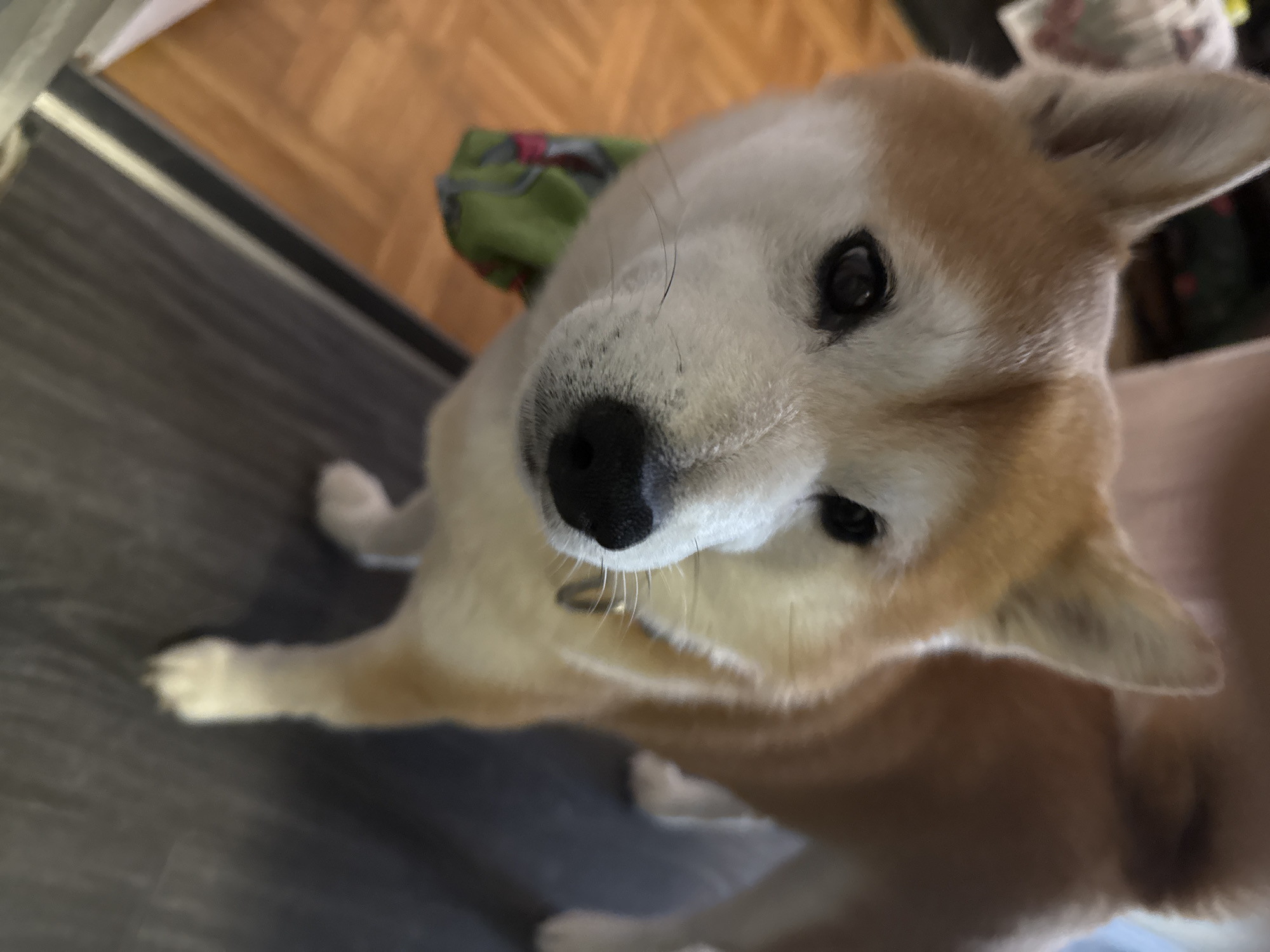 Shiba Inu dog photographed indoors in Sofia