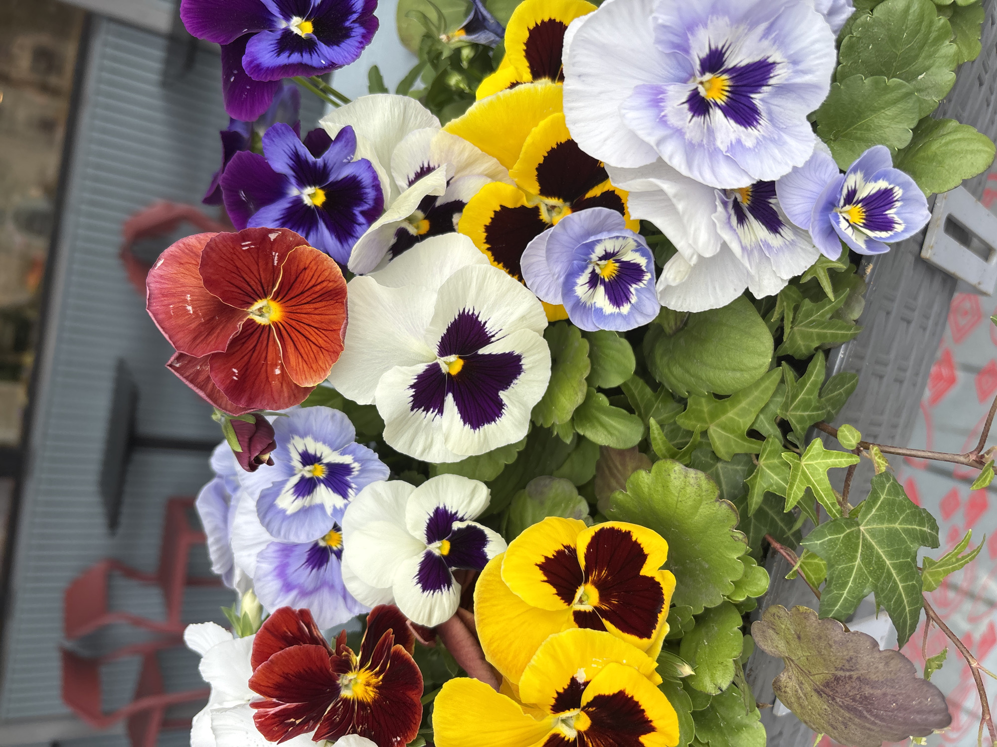 Colorful flower displays documented across Saint Petersburg morning