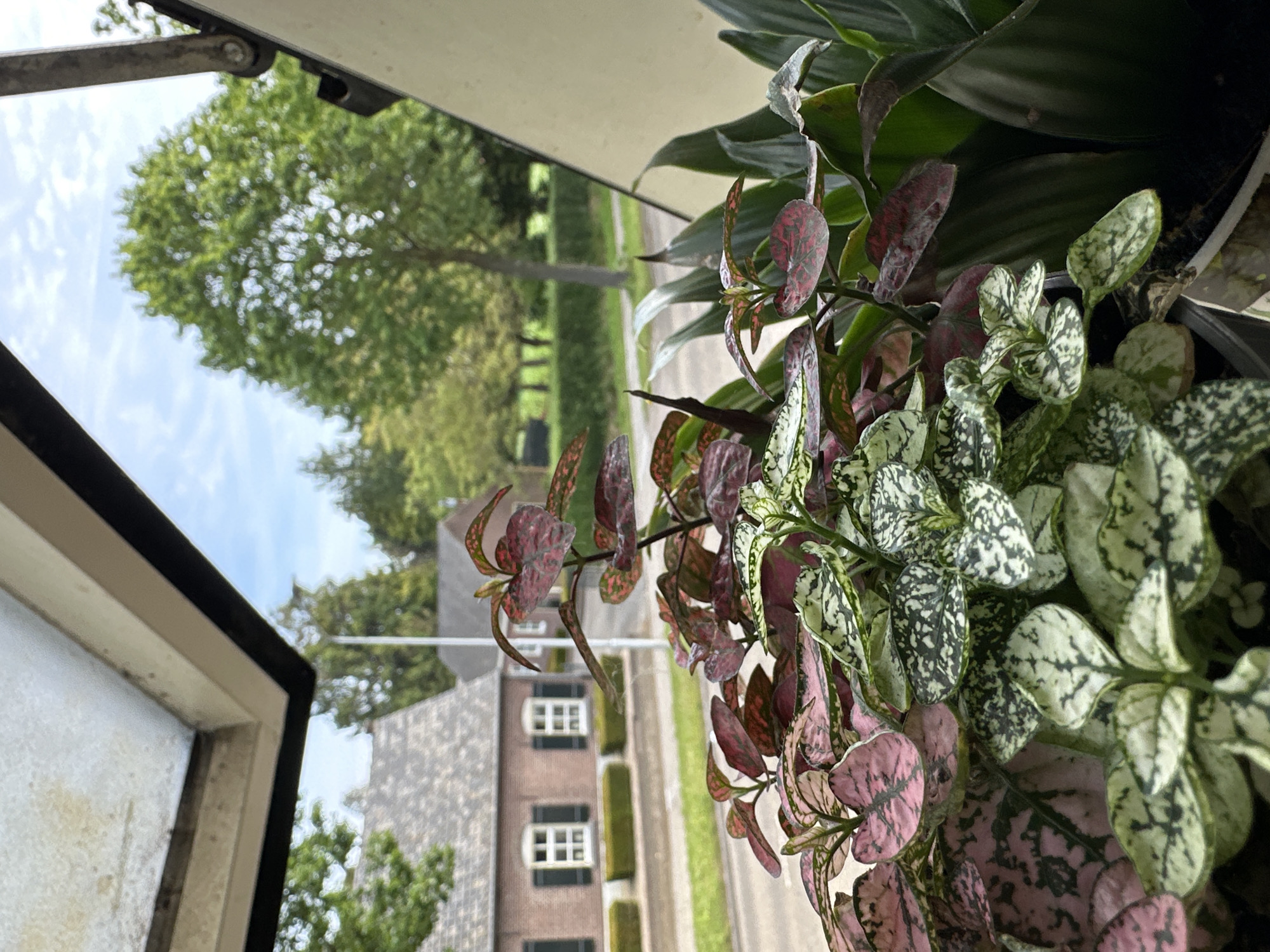 Indoor plants photographed by window in Oirschot, Netherlands