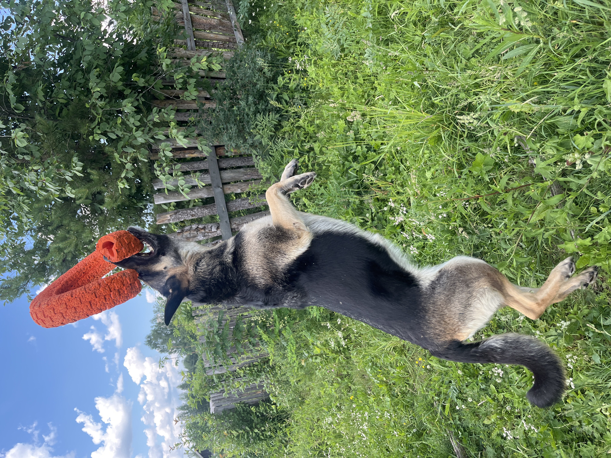 German Shepherds and friends play and rest in Nizhny Tagil