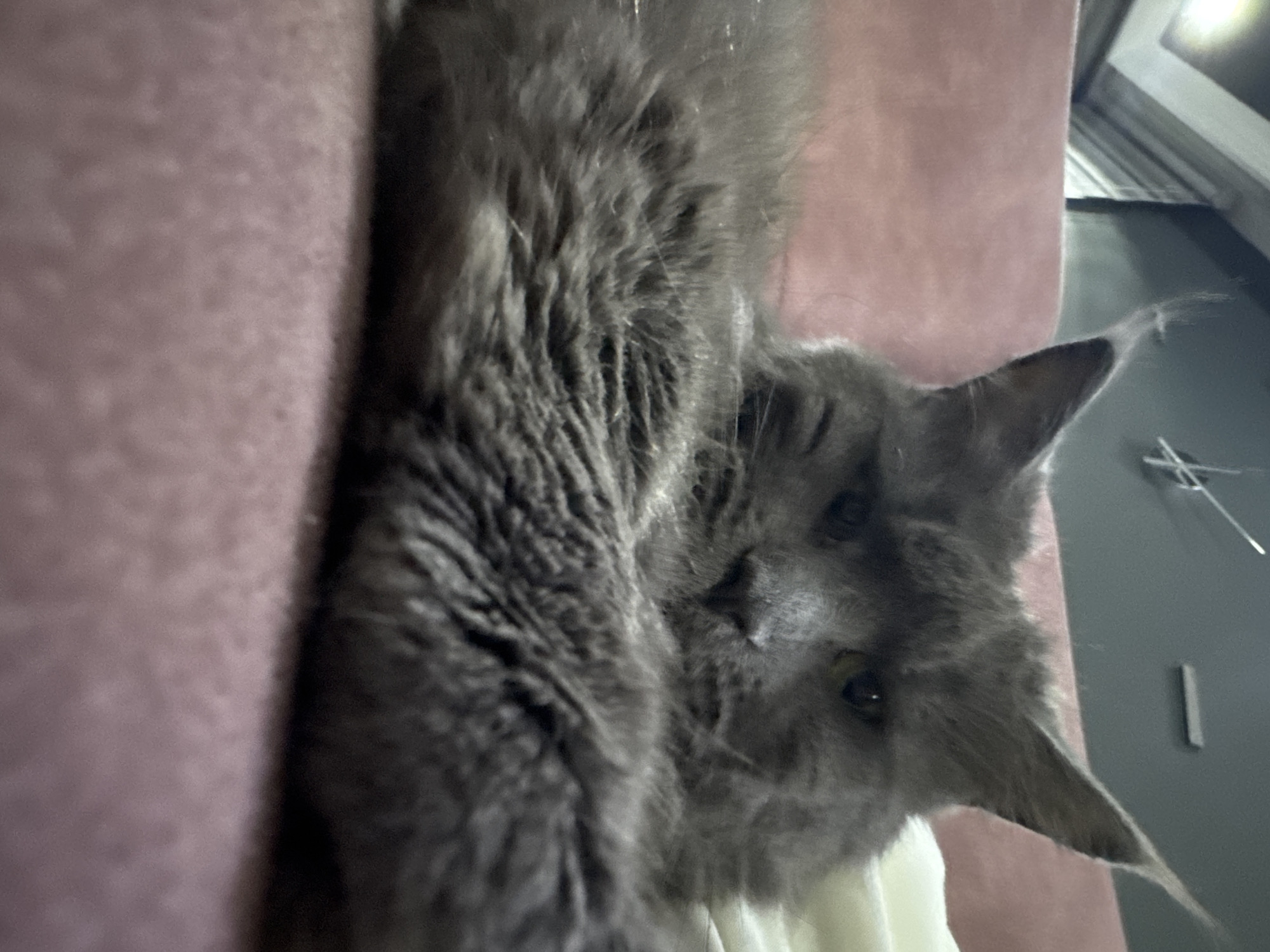 Maine Coon cat lounging on colorful fabric at home in Gölbaşı