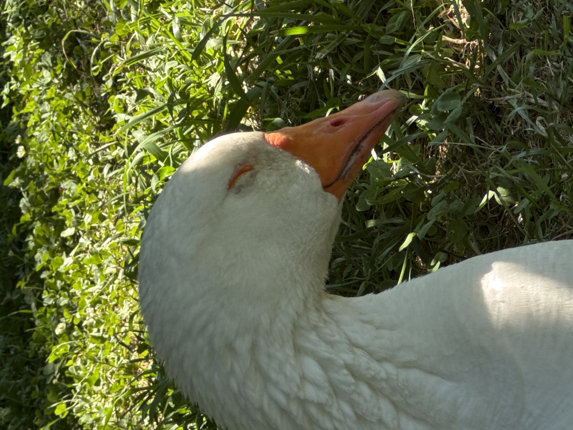 Geese, mulberries, and mountain views in a Sirius park