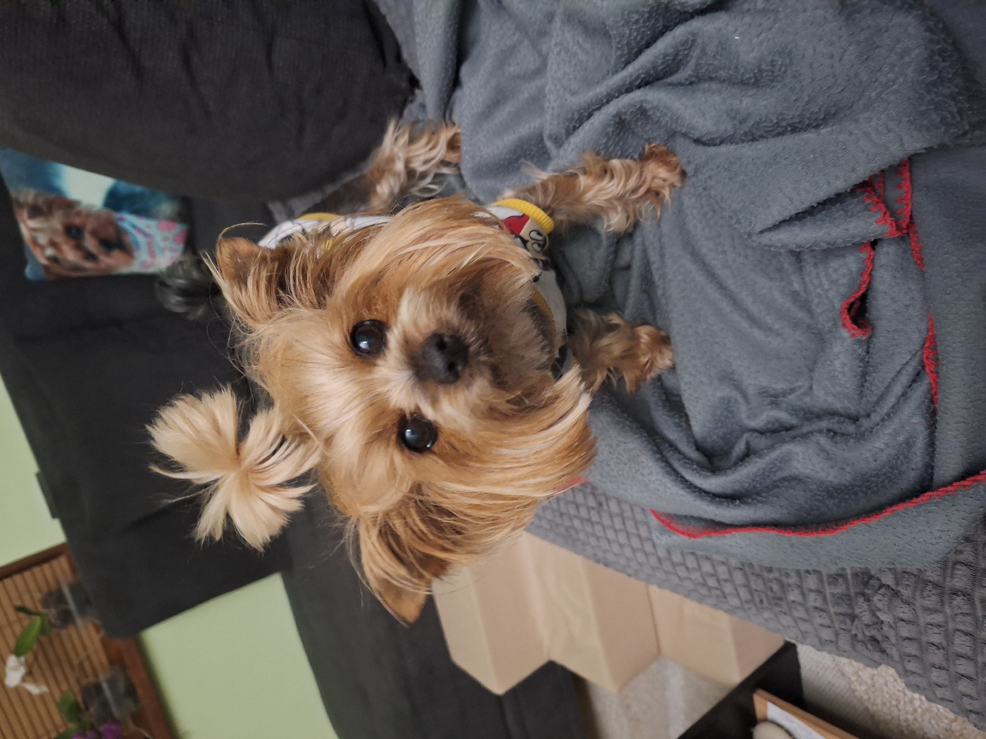 Yorkshire Terrier photographed on couch in Montana, Bulgaria home
