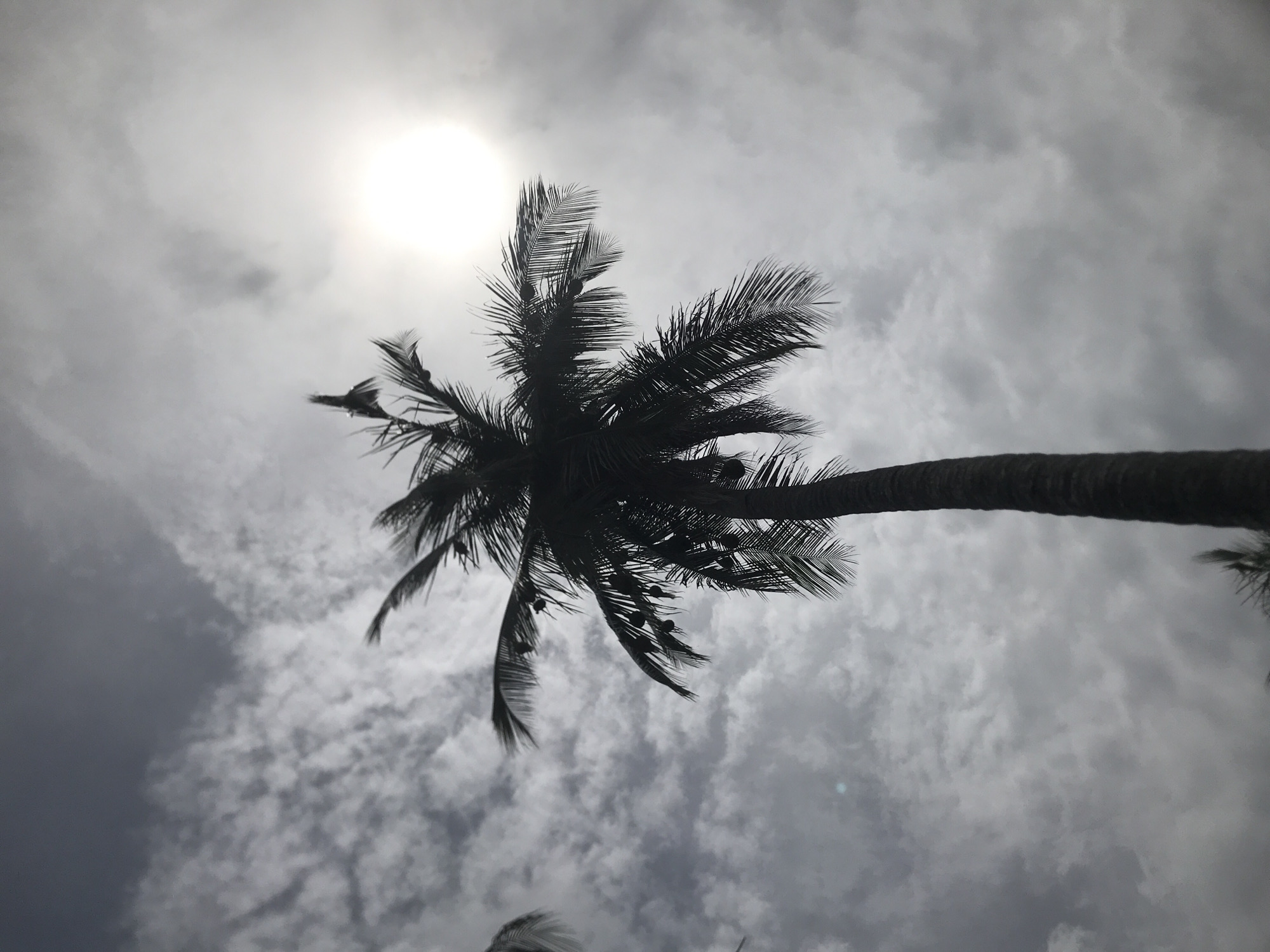 Morning scenes documented in Cotgapu, Indonesia include trees and group photo