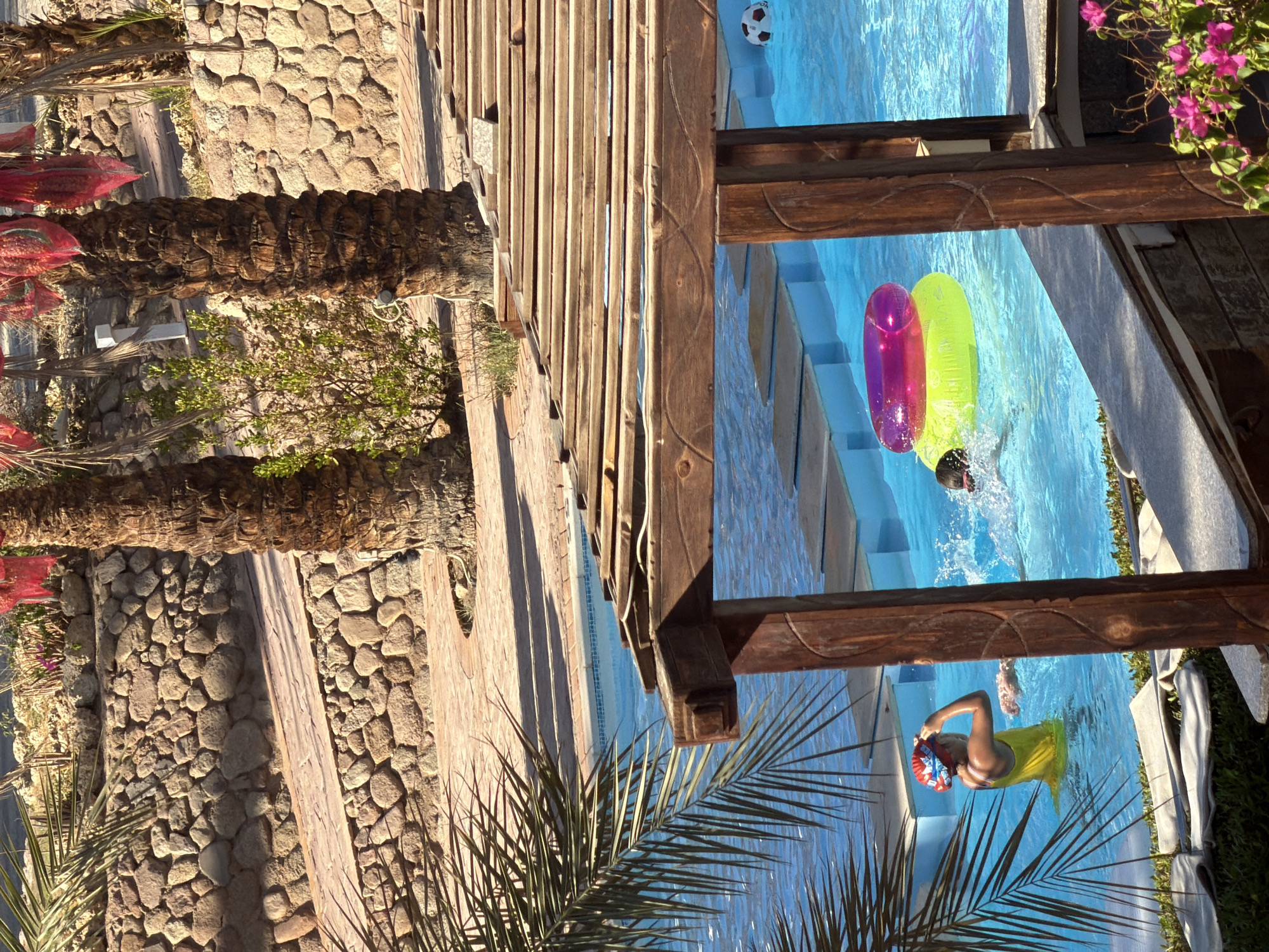 Resort pool day in Sharm El Sheikh, wildlife and all