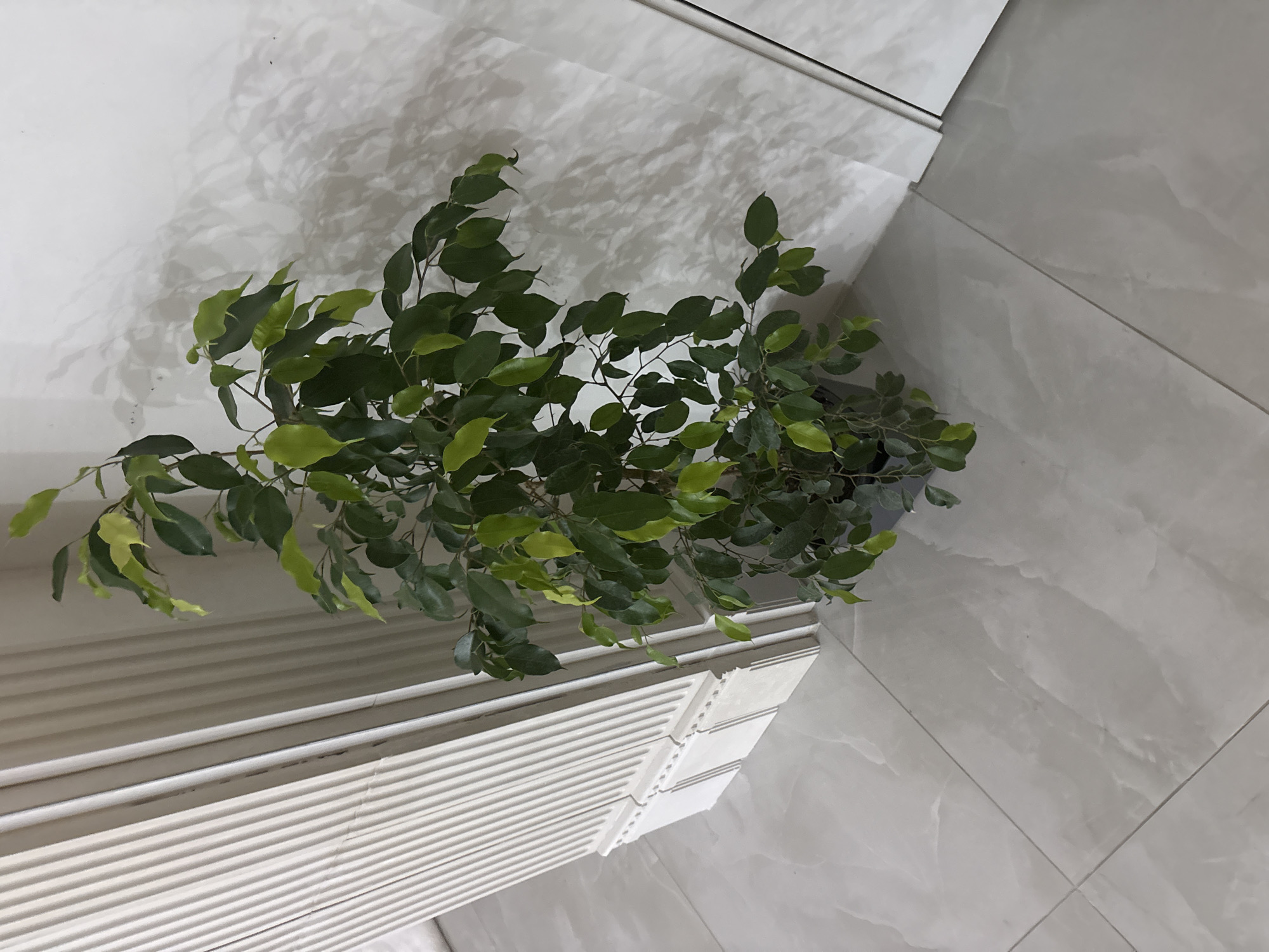 Ficus tree observed indoors against white walls, tiled floor