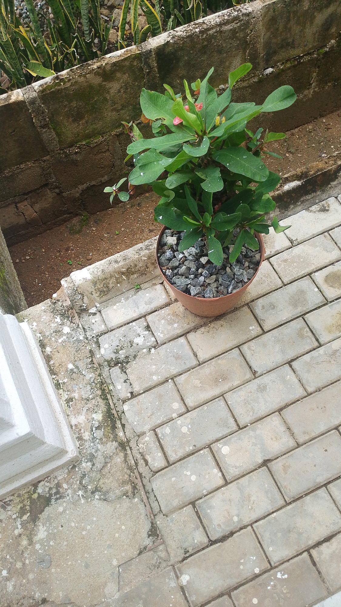 Inside and outside a Balewa compound, plants to filing cabinets