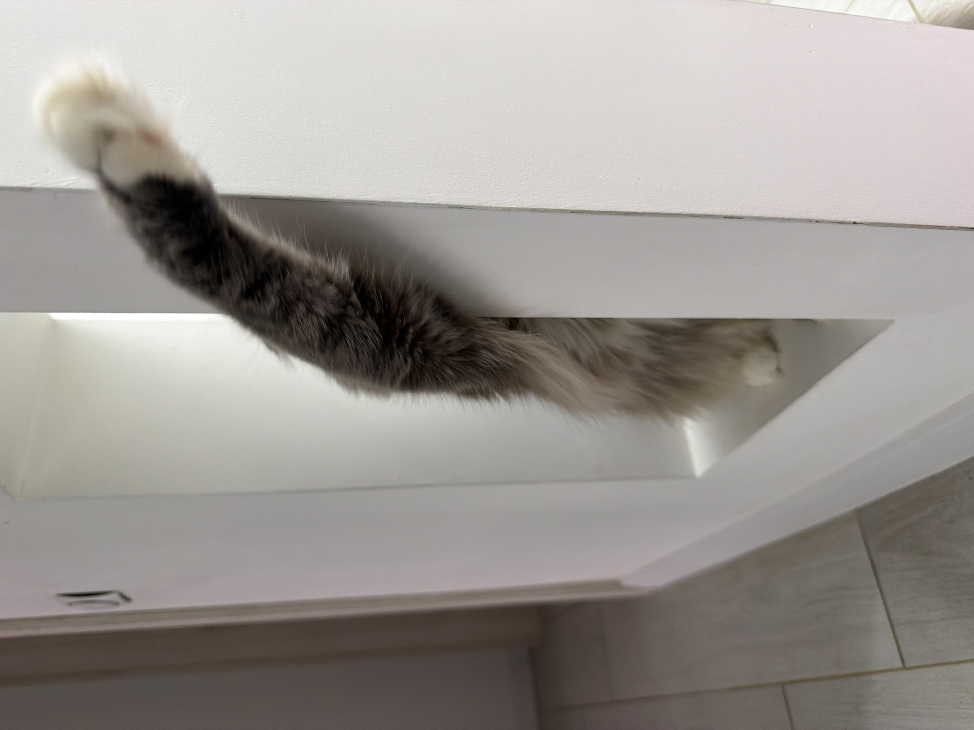 Scottish Fold cat explores and relaxes around a Ukrainian home
