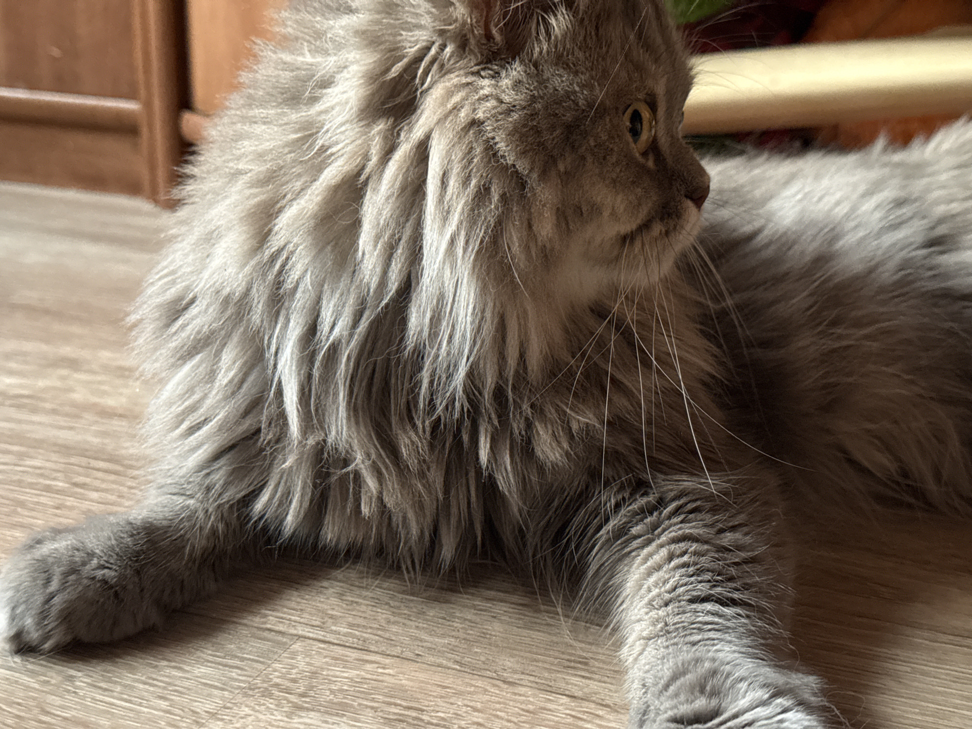 Cat on wooden floor and jewelry box in Raivka