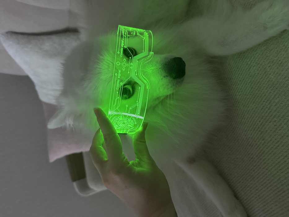 Pet owner documents quiet afternoon with dog and cat