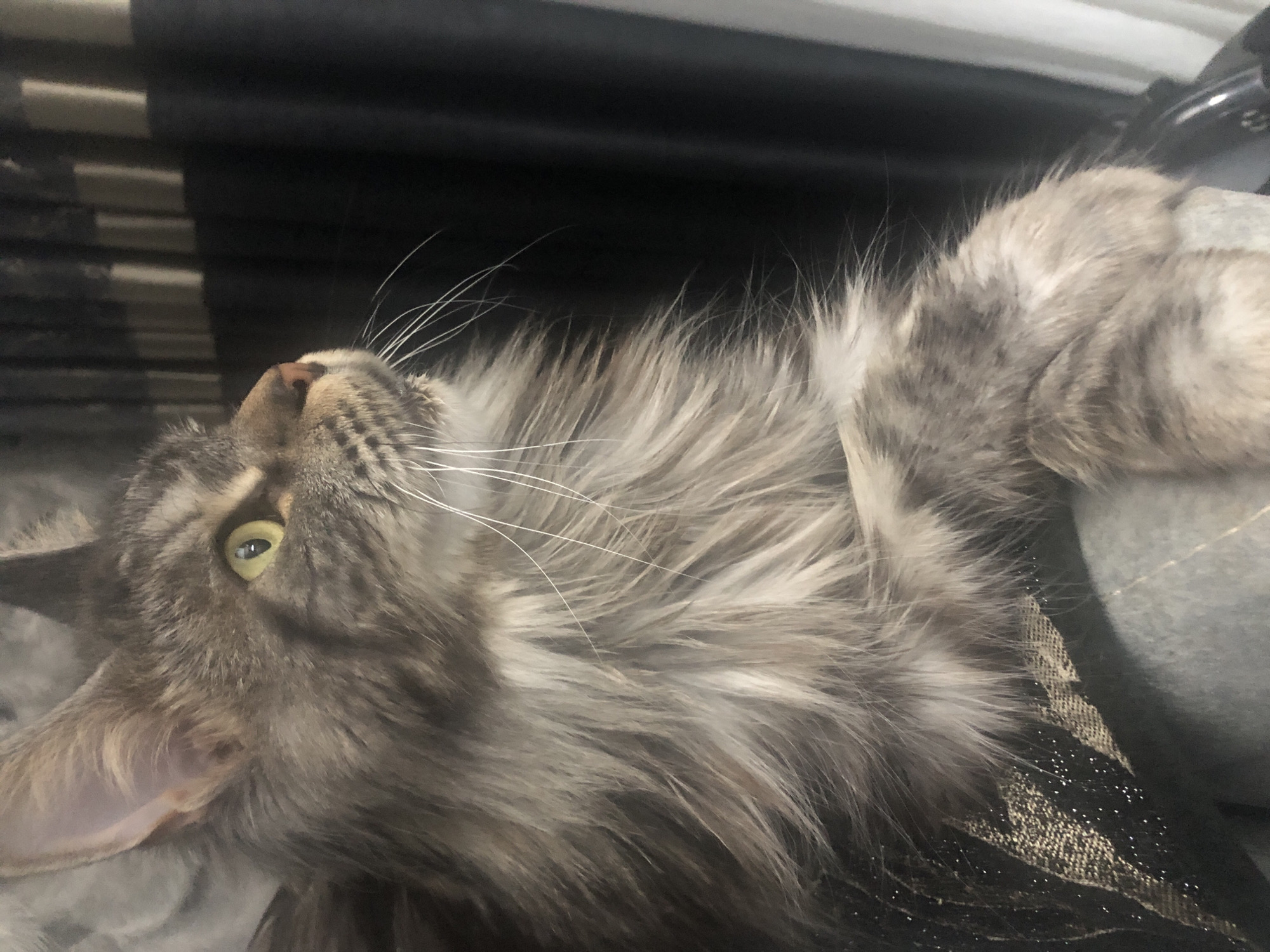 Maine Coon cat photographed up close in Lokbatan, Azerbaijan