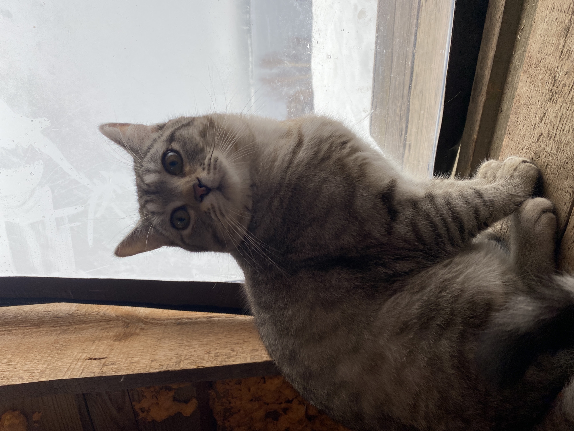 Gray tabby cat spotted on window ledge in Noviy