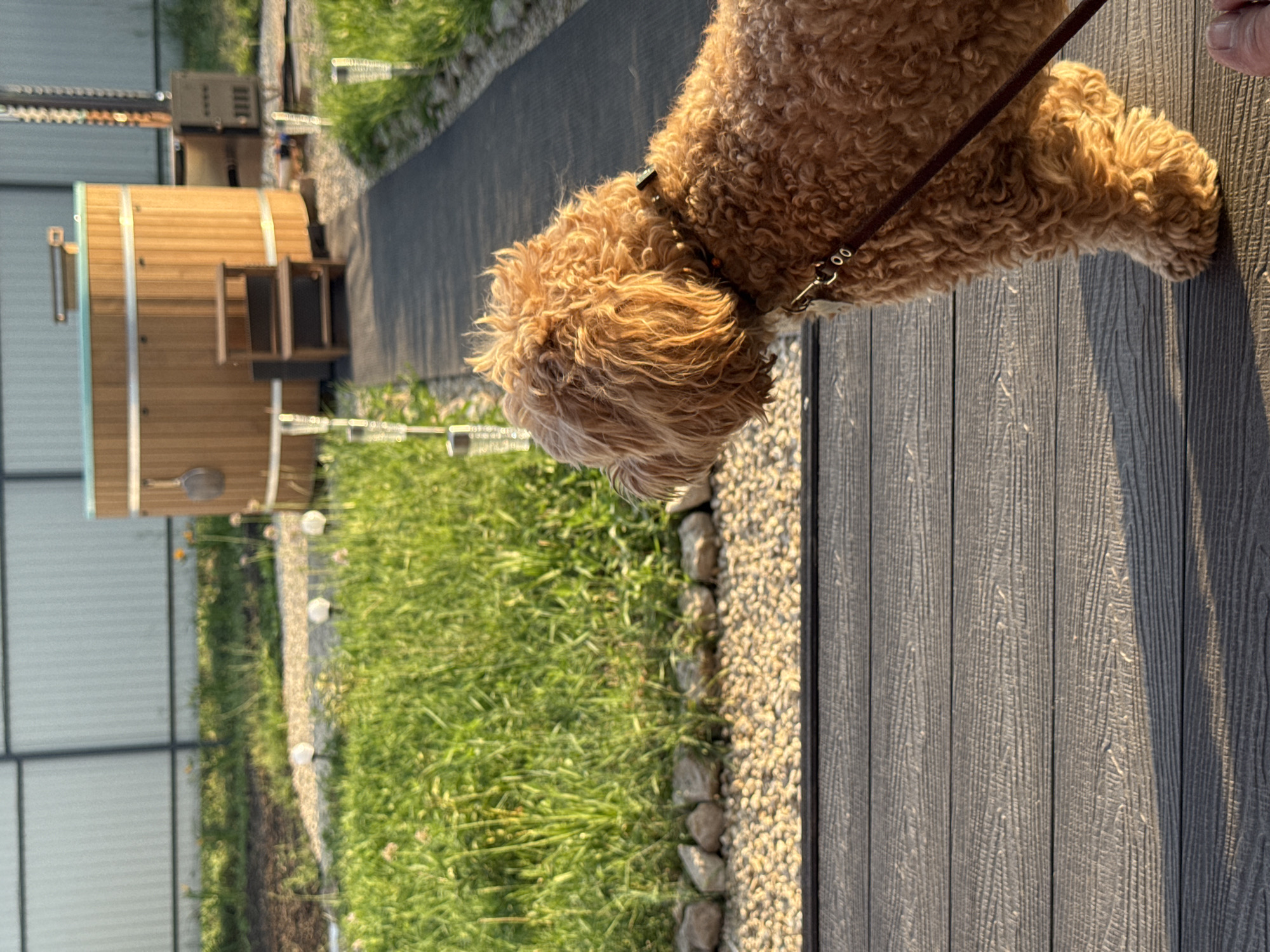 Dog and cheese spread on a Saratov backyard deck