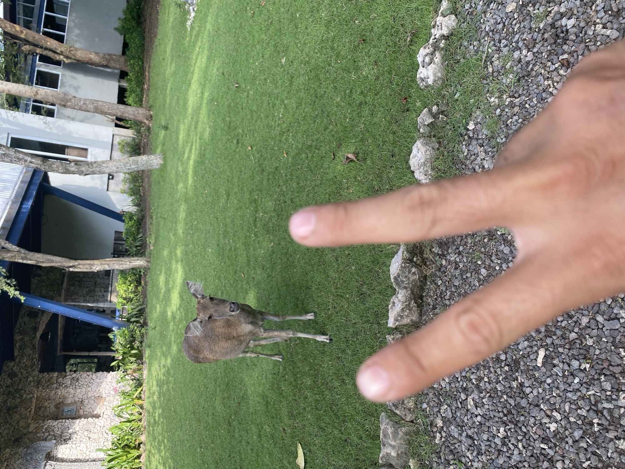 Deer observed grazing in coastal enclosure in Gerokgak, Indonesia