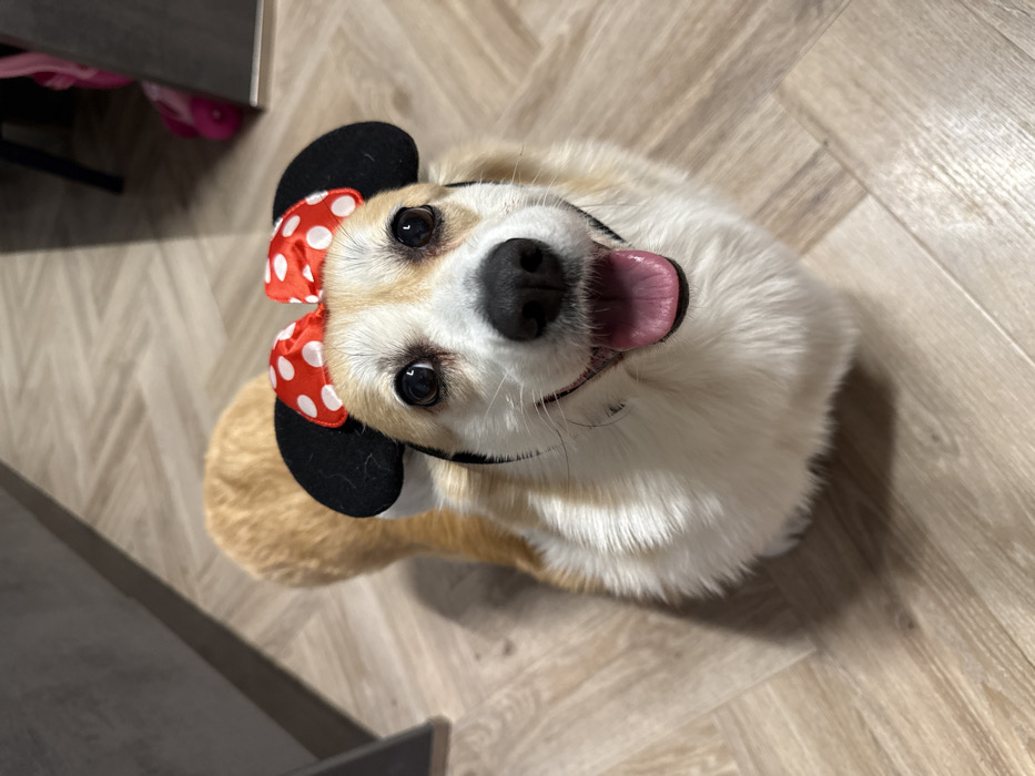 Corgi in Minnie Mouse ears photographed in Krasnoyarsk home
