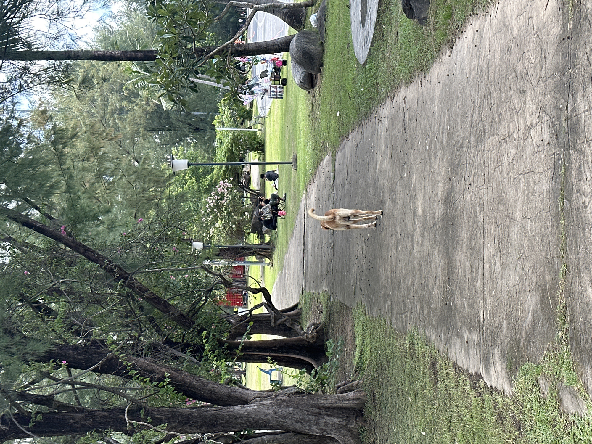 Wire reindeer and a strolling dog in a Phuket park