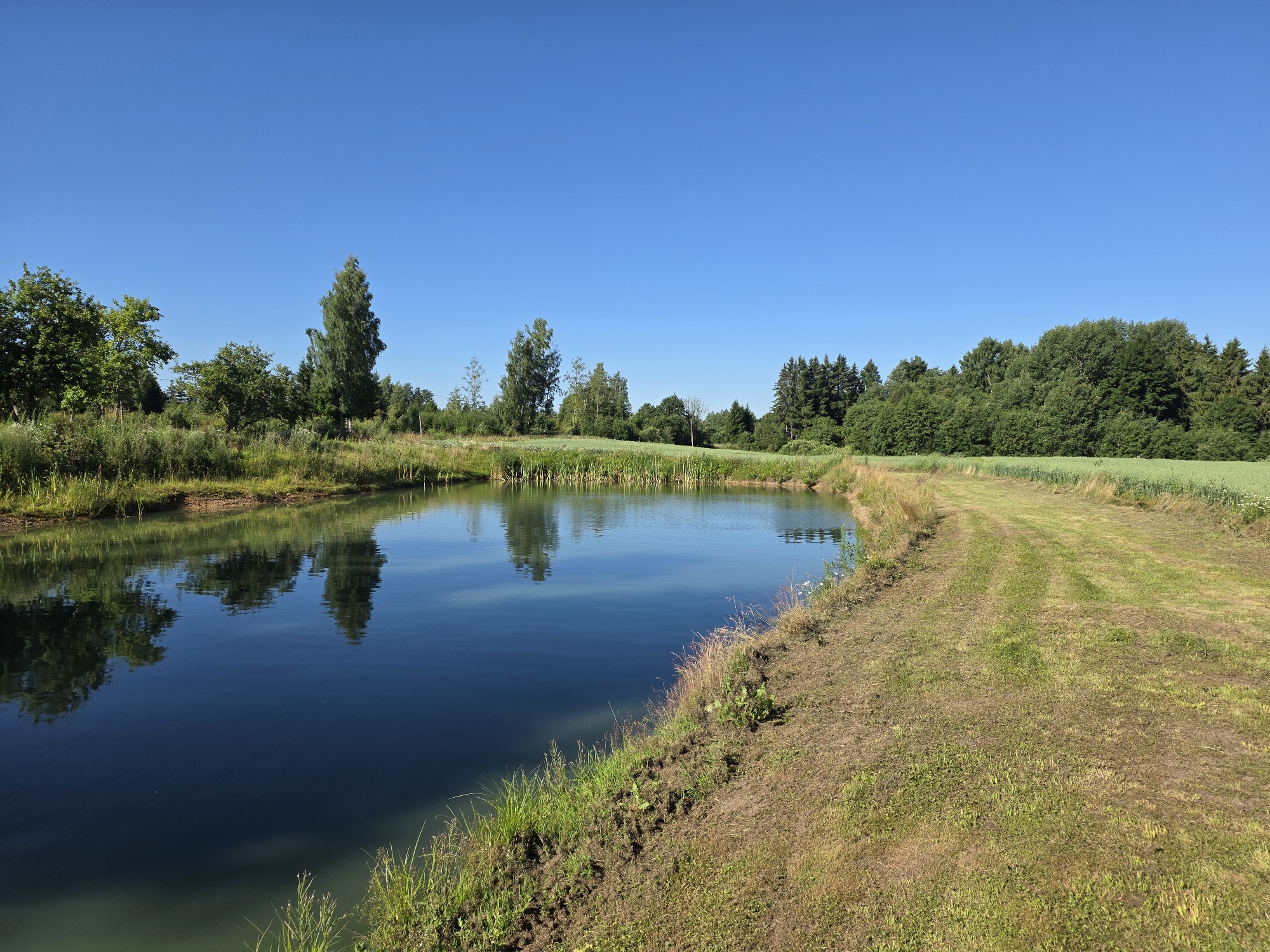 Still water and a grasshopper on wooden planks in rural Latvia