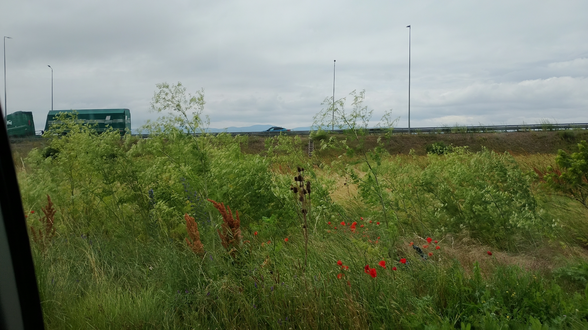 Sofia resident documents wildflowers and plant markets during morning drive