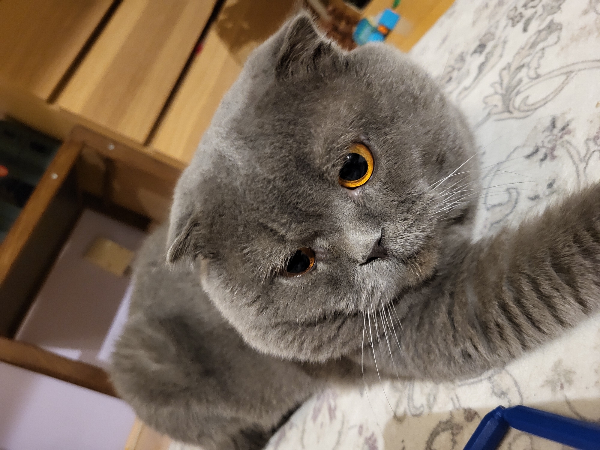 Scottish Fold cat plays with toys, receives attention