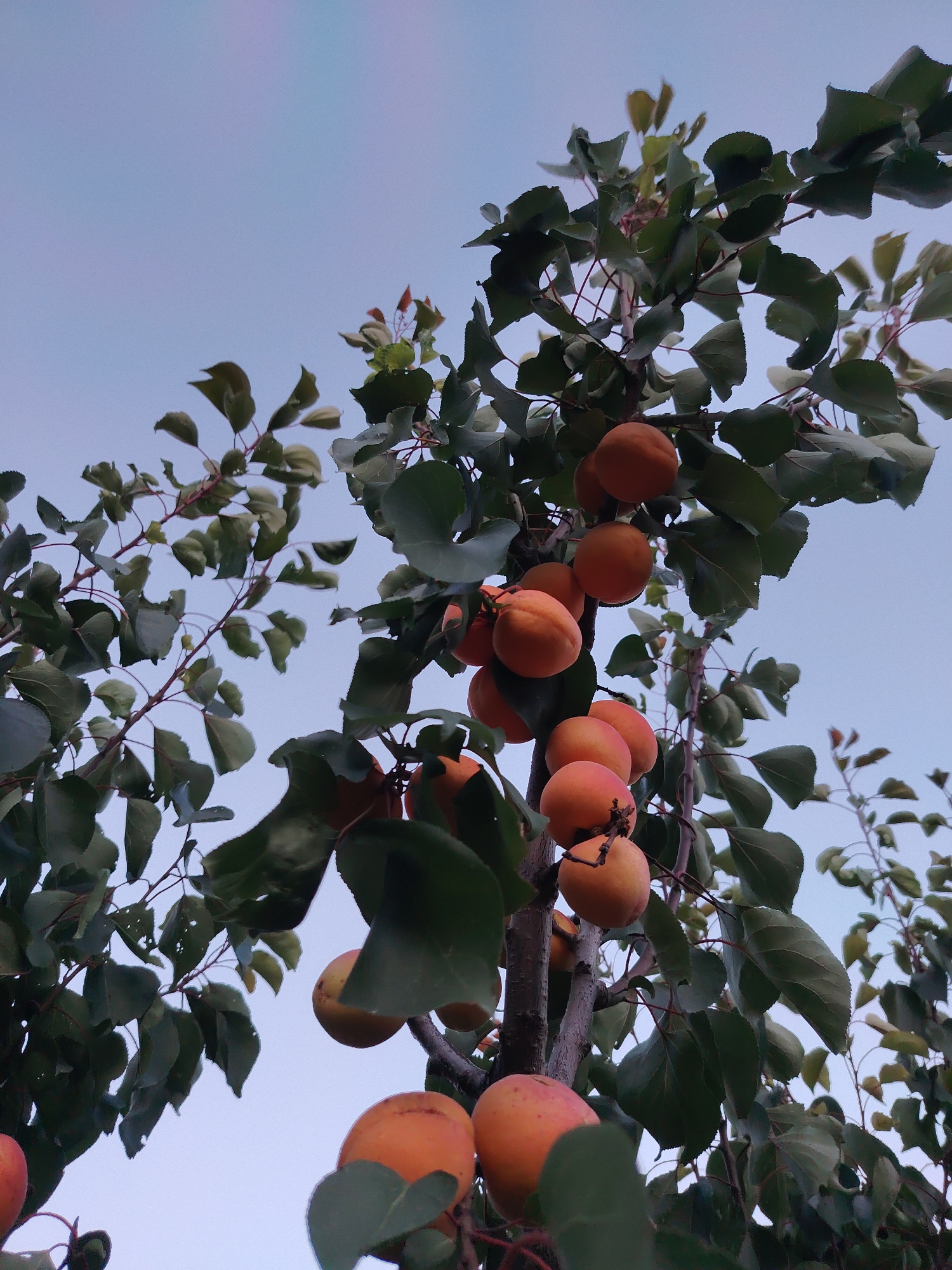 Apricot tree heavy with ripe fruit in Cholpon-Ata