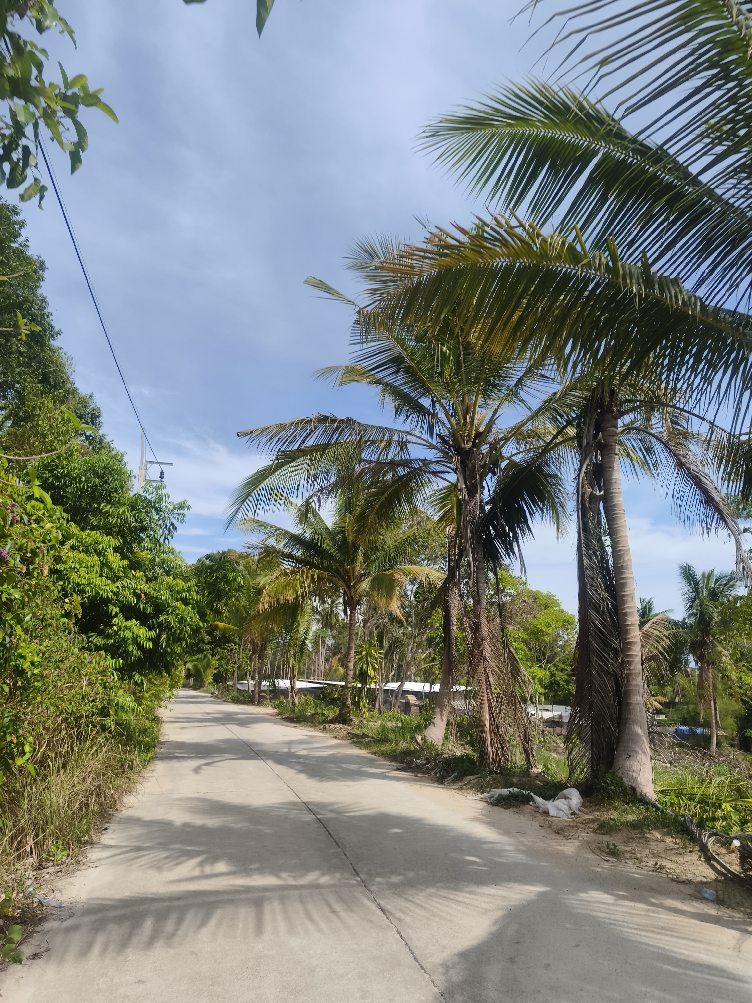 Early morning scene on palm-lined road in Baan Tai