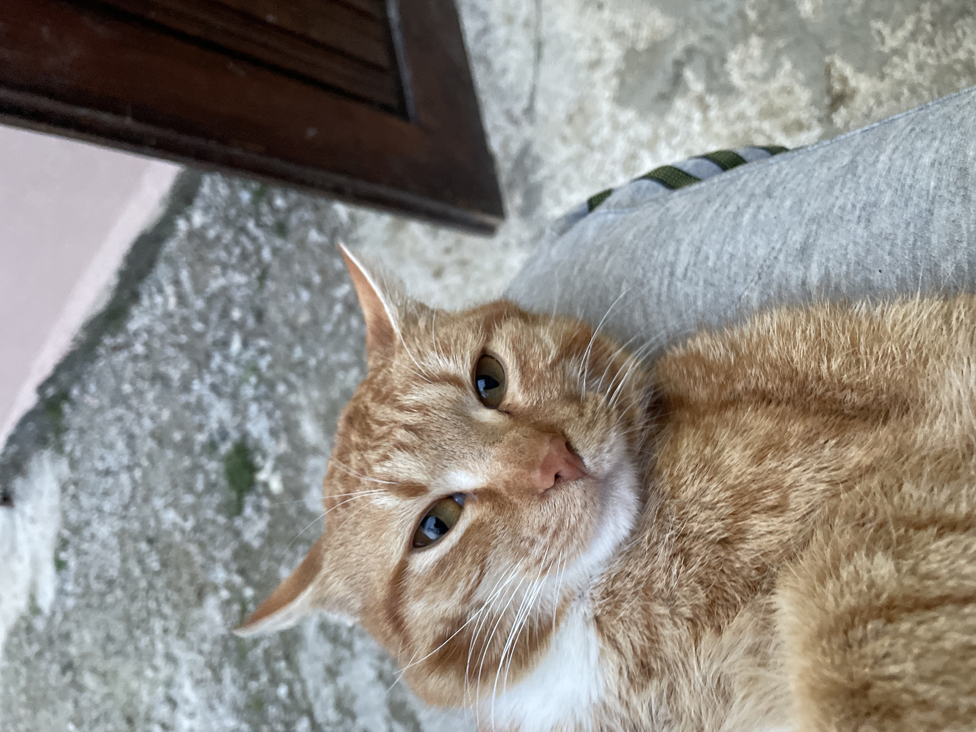 Orange tabby cat photographed resting on lap in Zlatograd