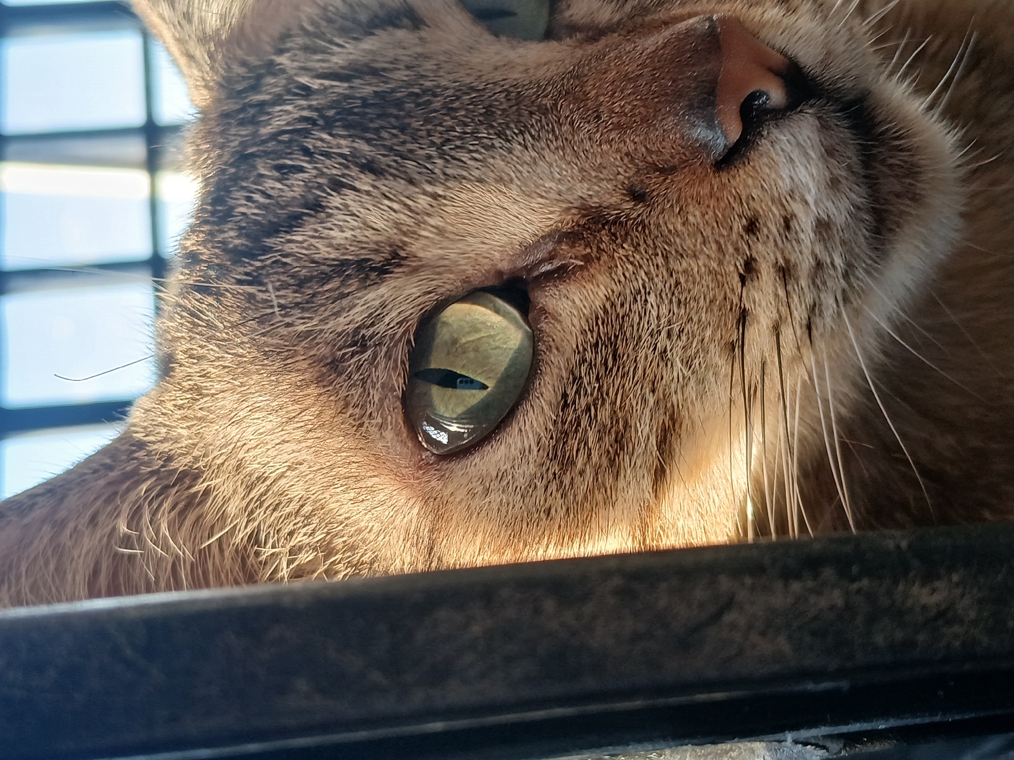 Tabby cat photographed resting by window in Ciudad Guayana