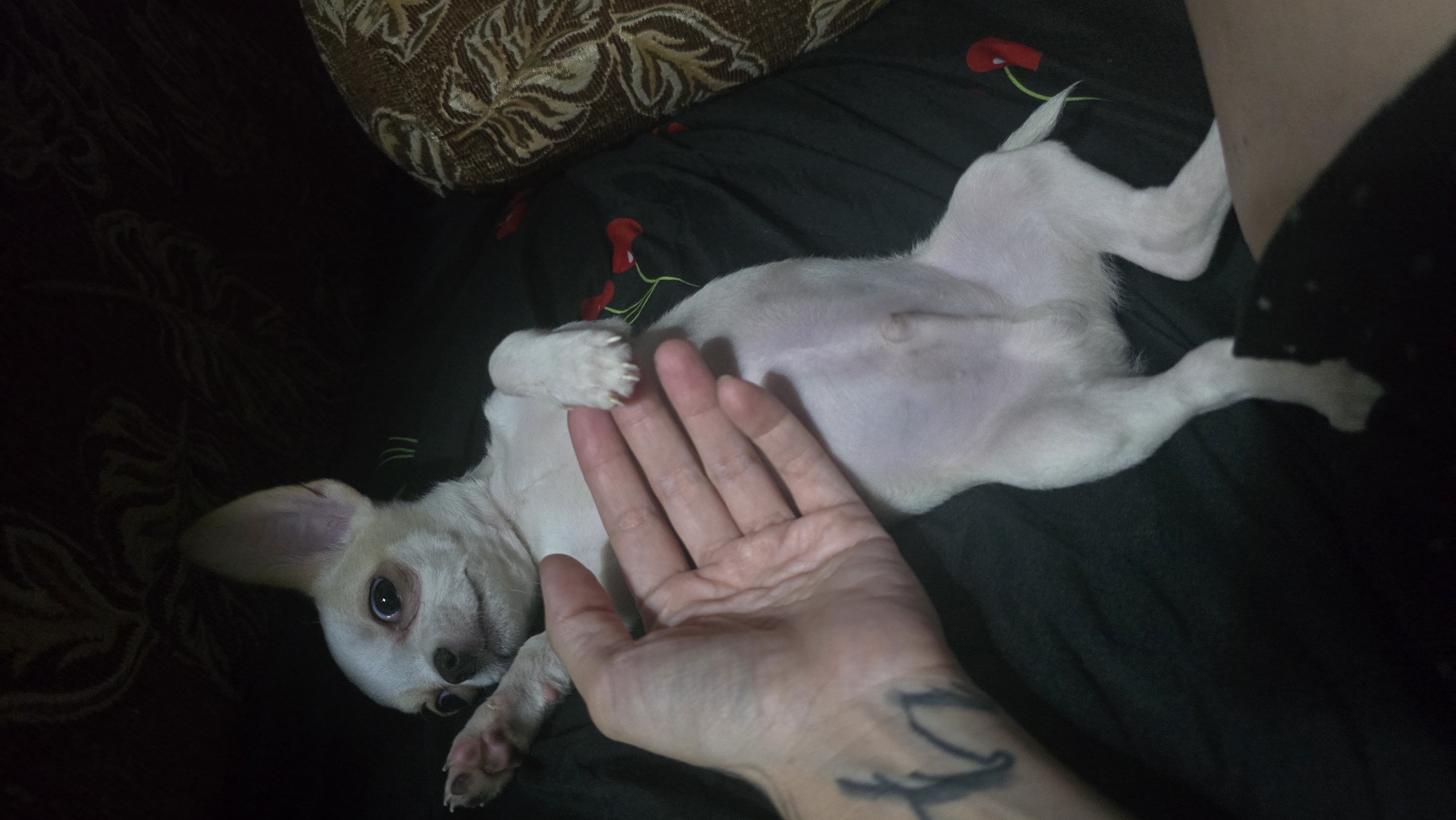 Chihuahua puppy chills on patterned fabric in Krasnodar