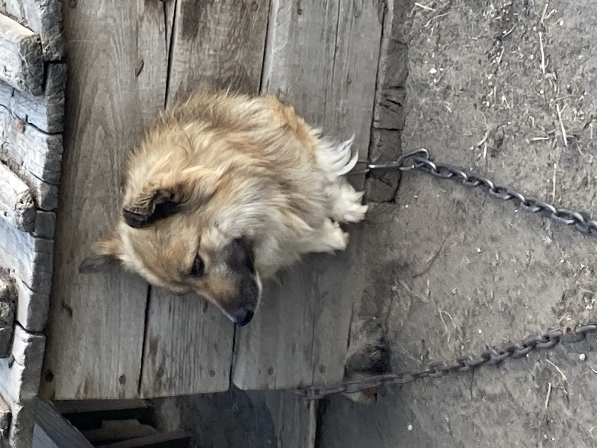 Chained dog resting on a wooden platform in rural Russia