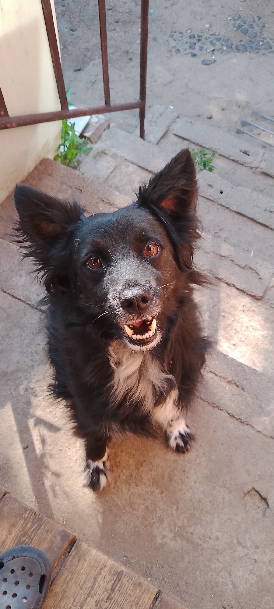 Dogs and cats at home in Belgorod, a quiet morning with pets