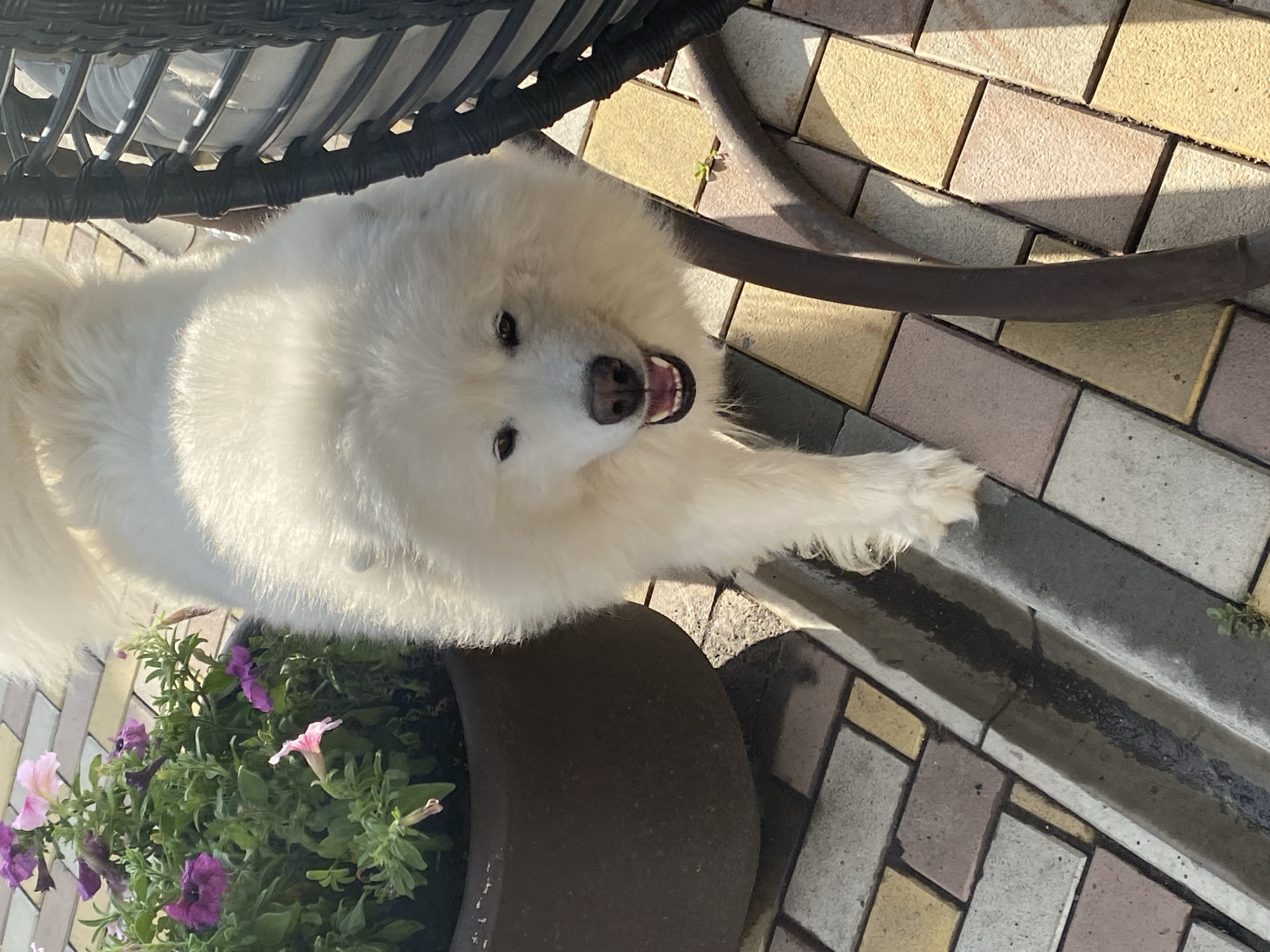 Samoyed dogs lounging on a patio, caught from every angle