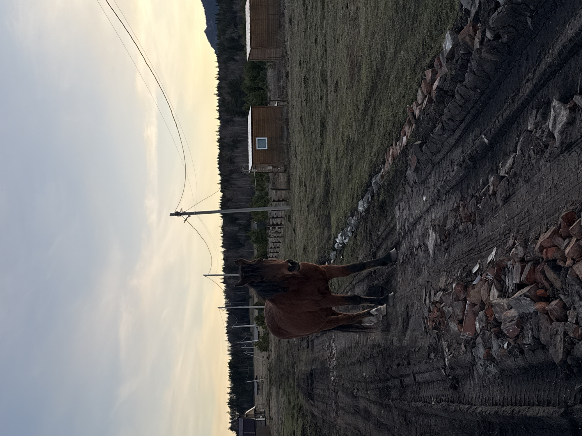 Rural horses and buildings documented near Tyulyuk, Russia